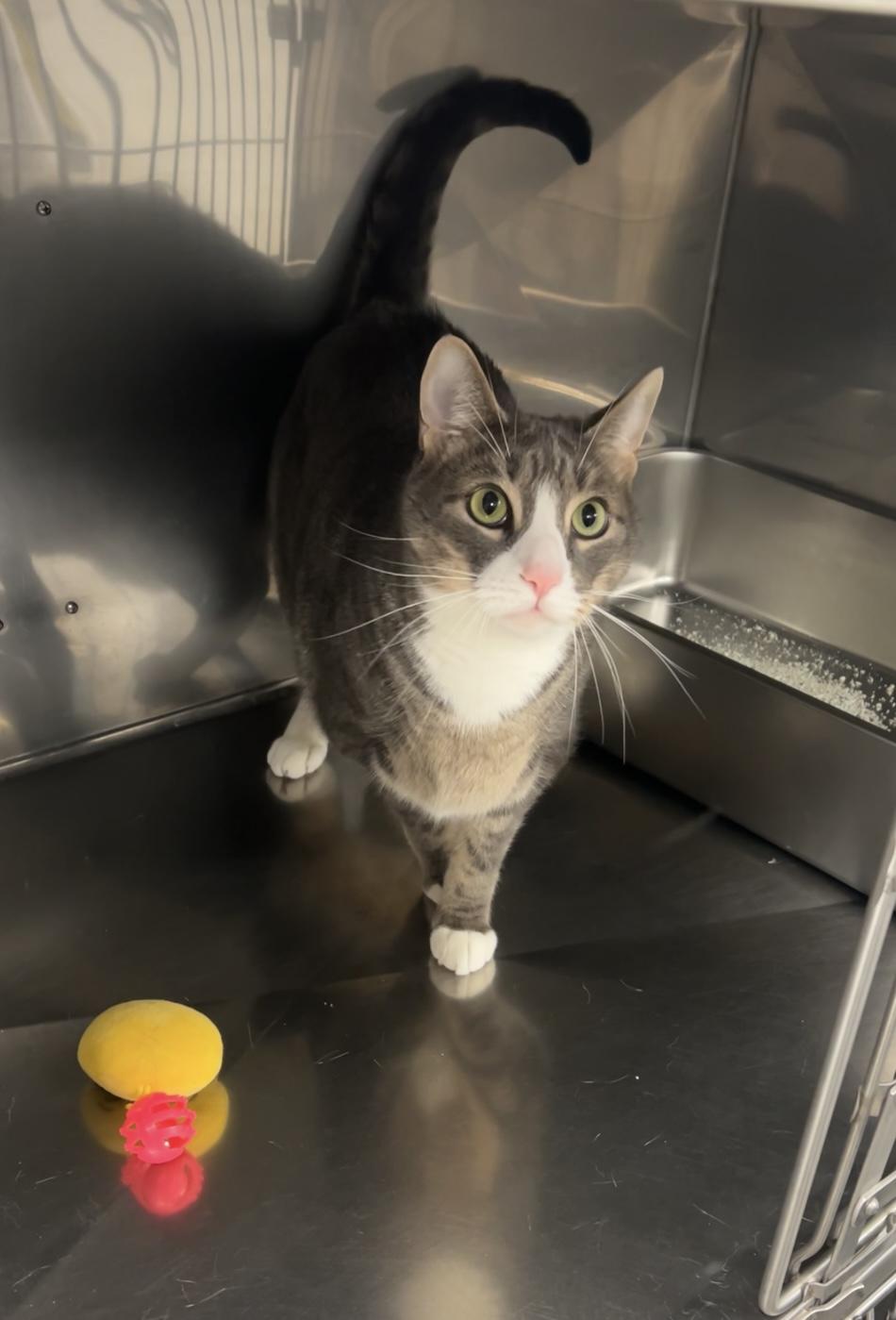 Enlarge Jack, an adopted Domestic Short Hair in Montville, NJ image 2/3