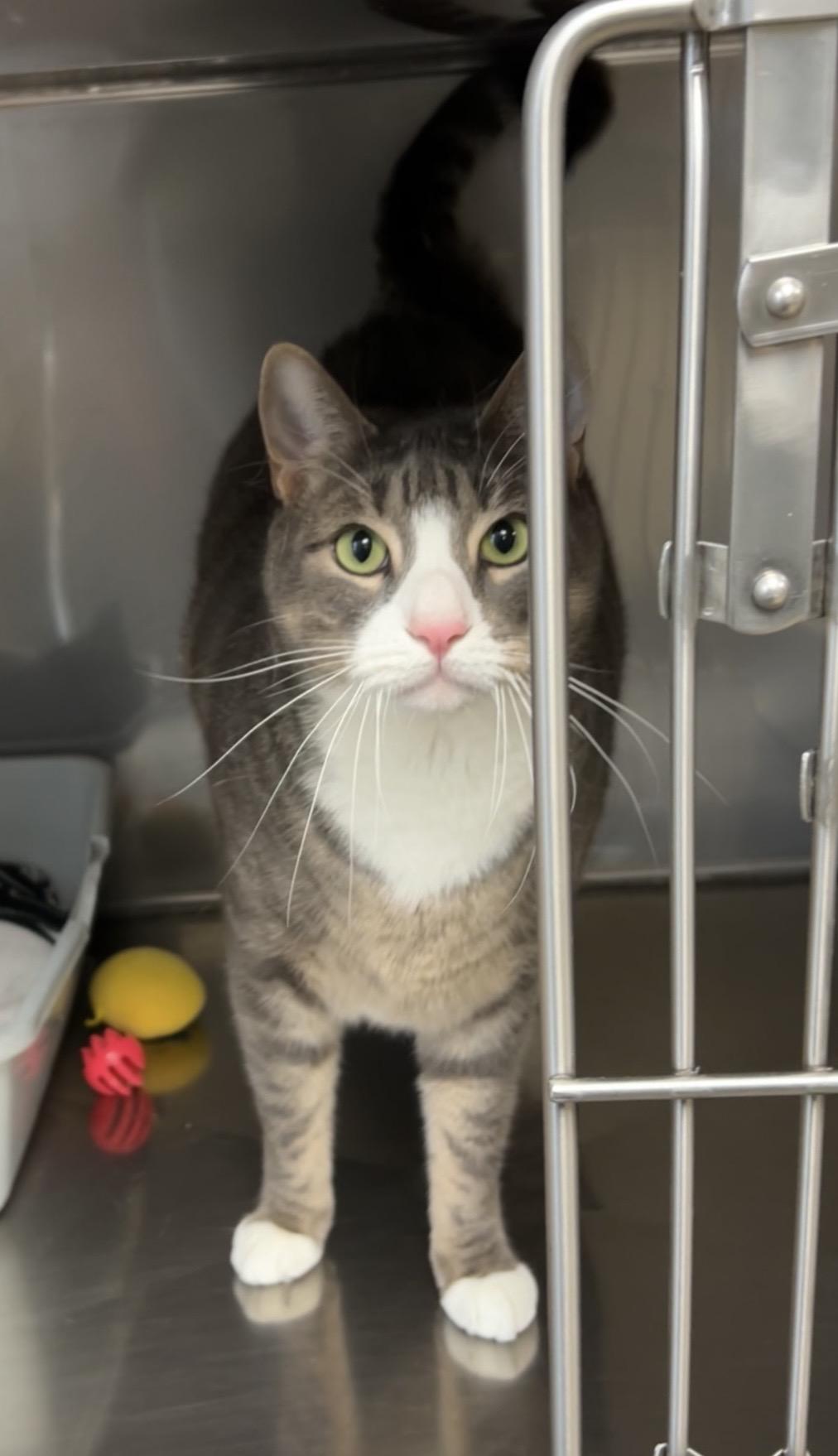 Enlarge Jack, an adopted Domestic Short Hair in Montville, NJ image 1/3