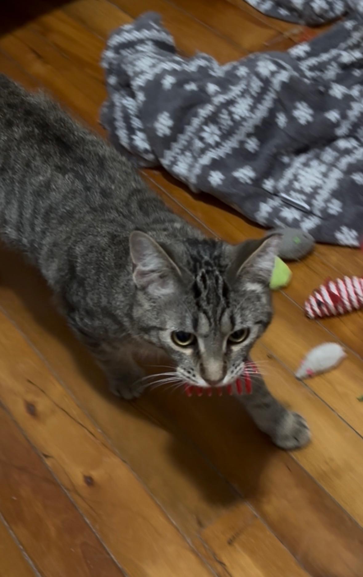 Enlarge Cinnamon, a Adoptable mixed breed in Liverpool, NY image 5/6