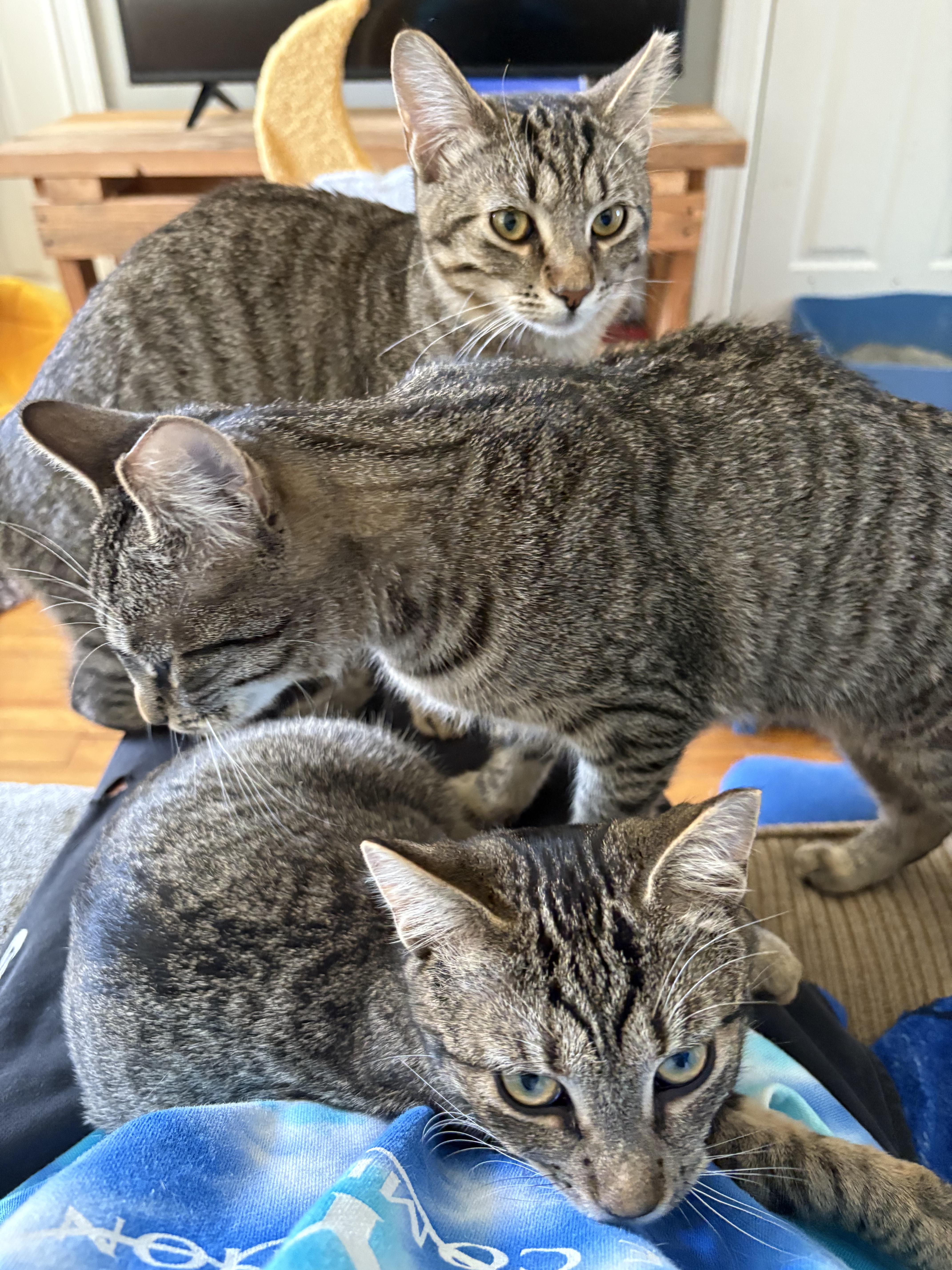 Cinnamon, Adoptable, Young Female Domestic Short Hair & Tabby.