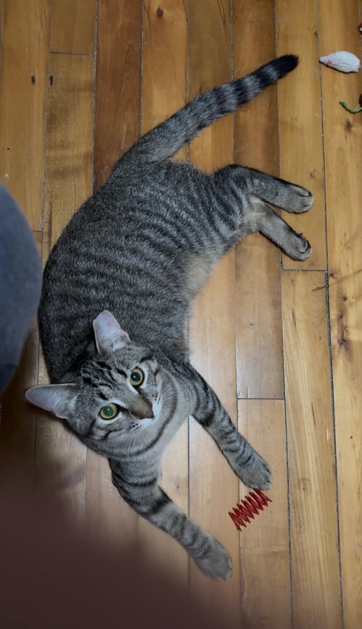 Enlarge Cinnamon, a Adoptable mixed breed in Liverpool, NY image 6/6