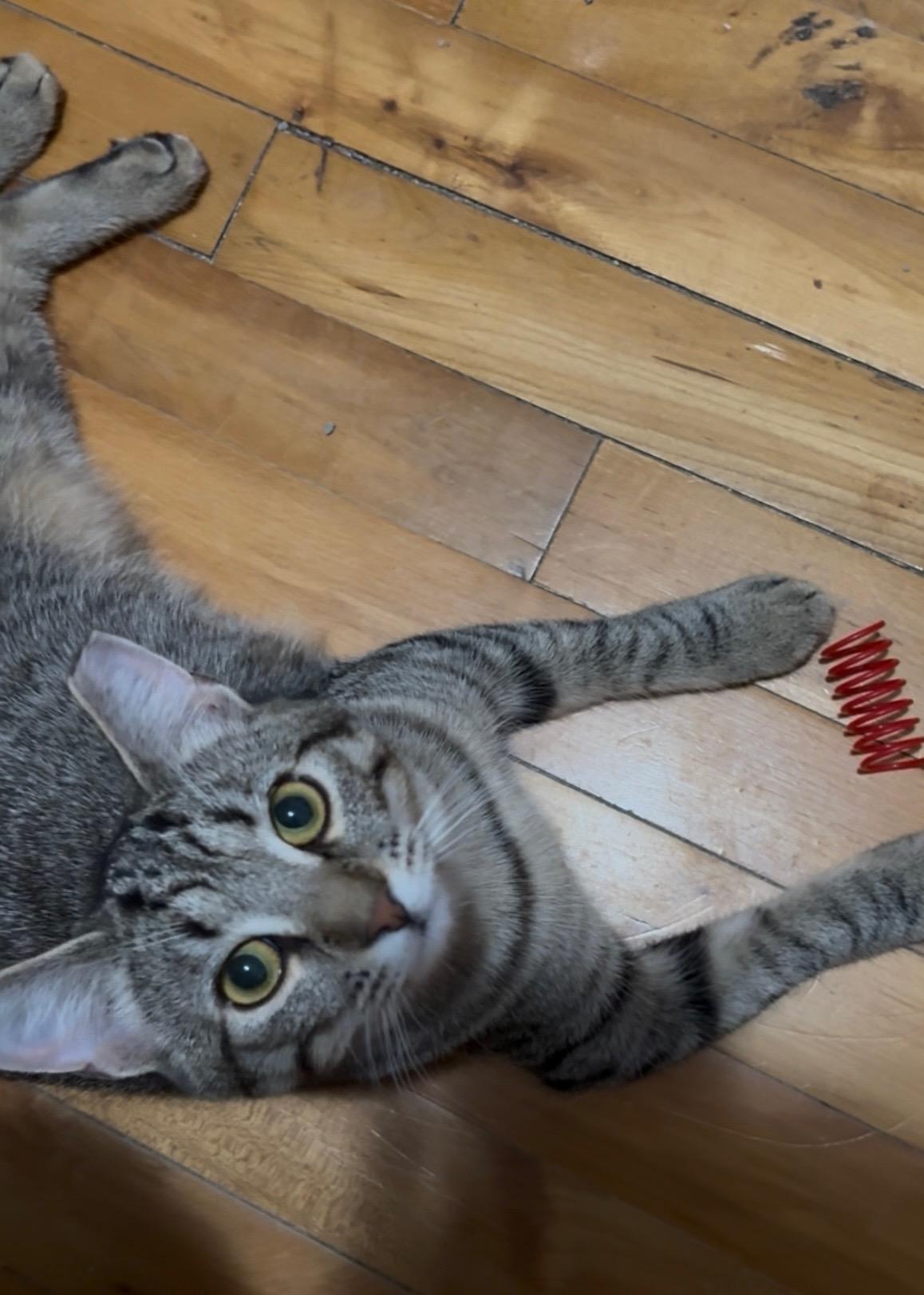 Enlarge Cinnamon, a Adoptable mixed breed in Liverpool, NY image 2/6