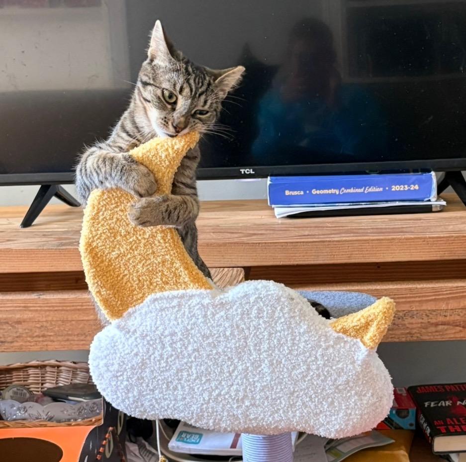 Enlarge Cinnamon, a Adoptable mixed breed in Liverpool, NY image 3/6