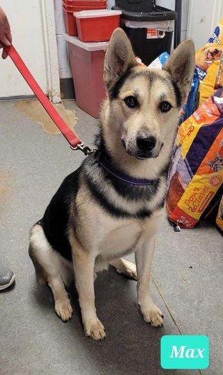 Enlarge Max, a Adoptable mixed breed in Richmond, IN image 2/4