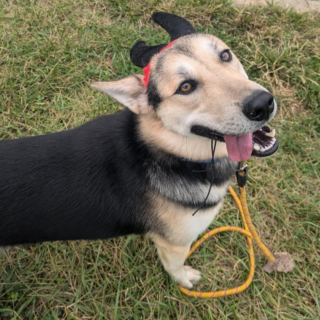 Enlarge Max, a Adoptable mixed breed in Richmond, IN image 3/4