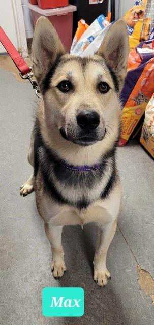 Enlarge Max, a Adoptable mixed breed in Richmond, IN image 3/4