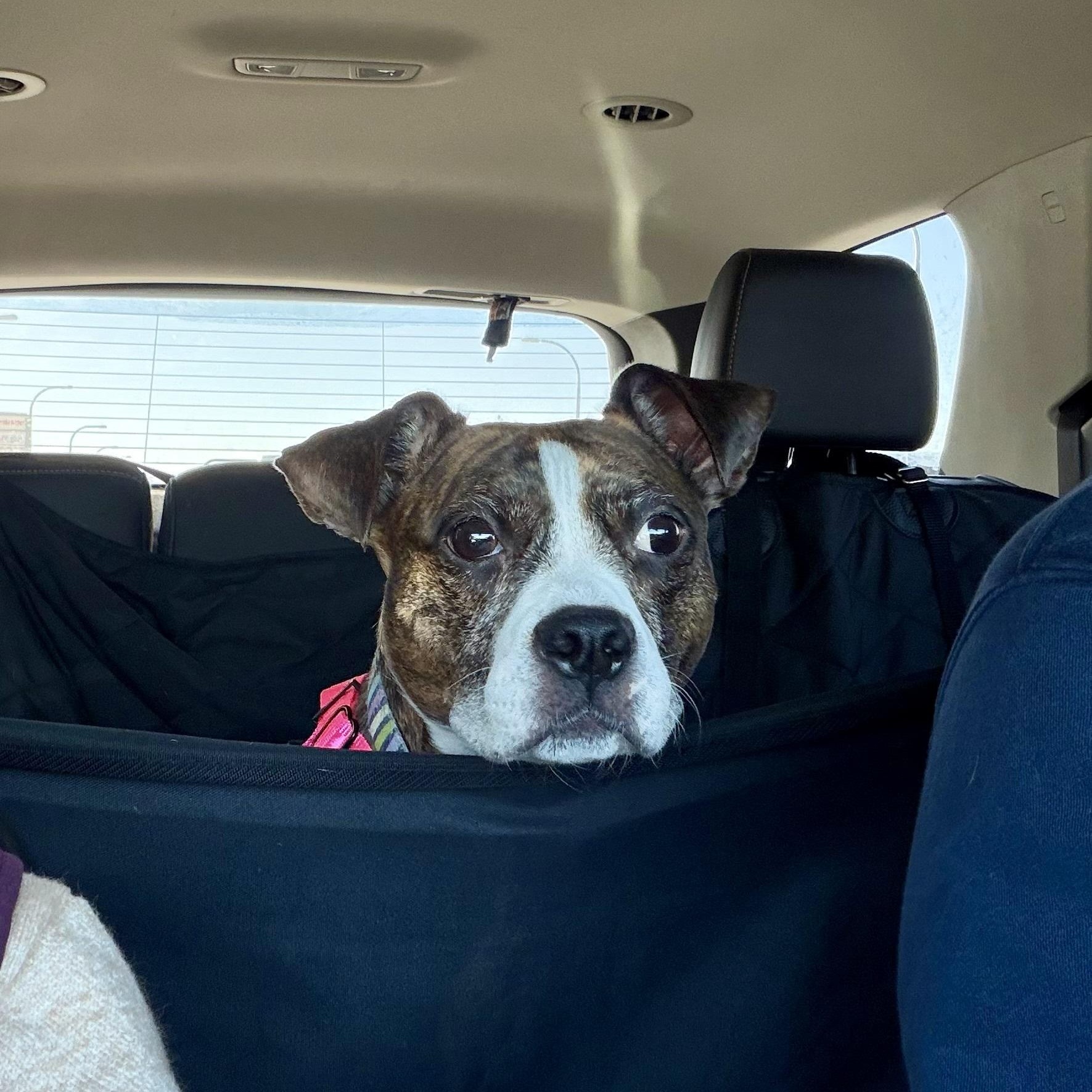 Enlarge Henna, a ADOPTABLE mixed breed in Peotone, IL image 5/5