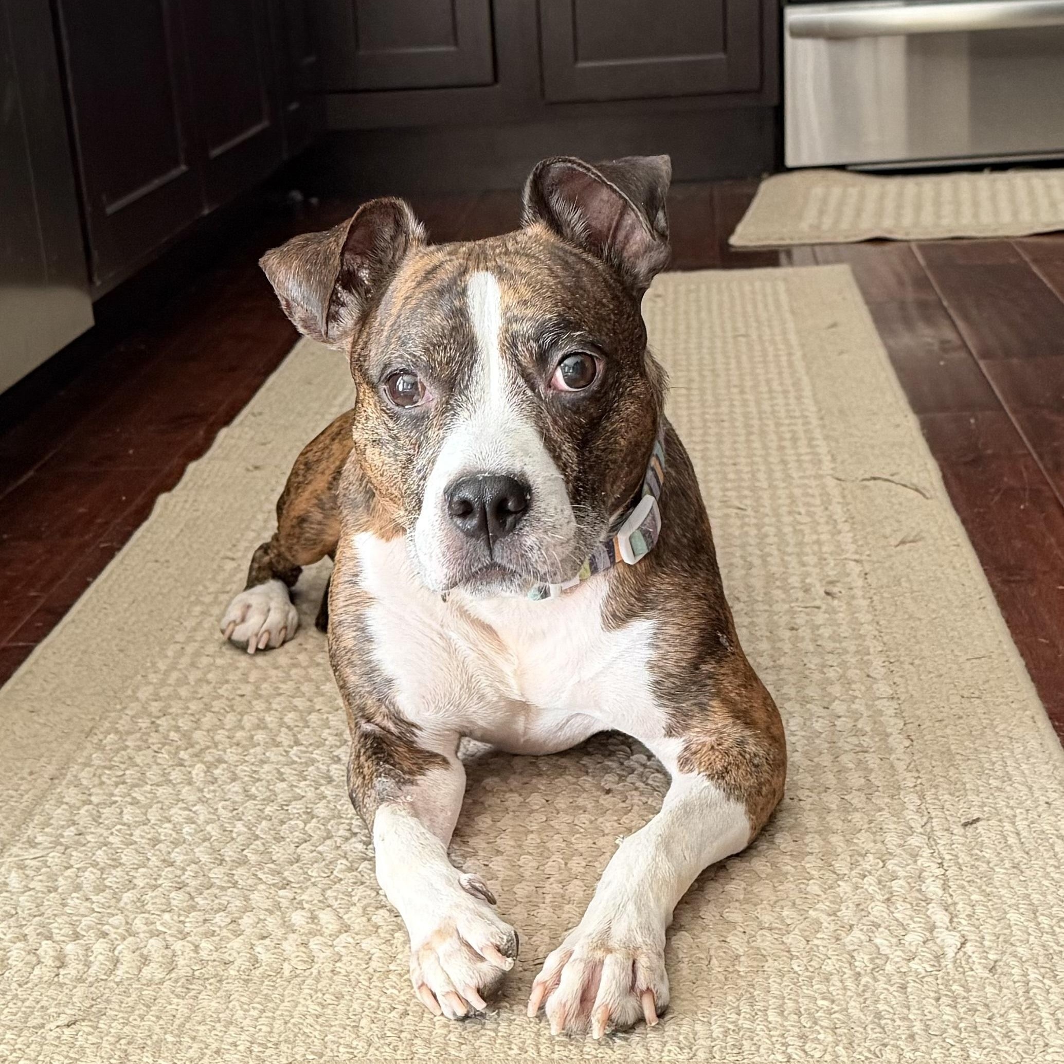 Enlarge Henna, a ADOPTABLE mixed breed in Peotone, IL image 4/5