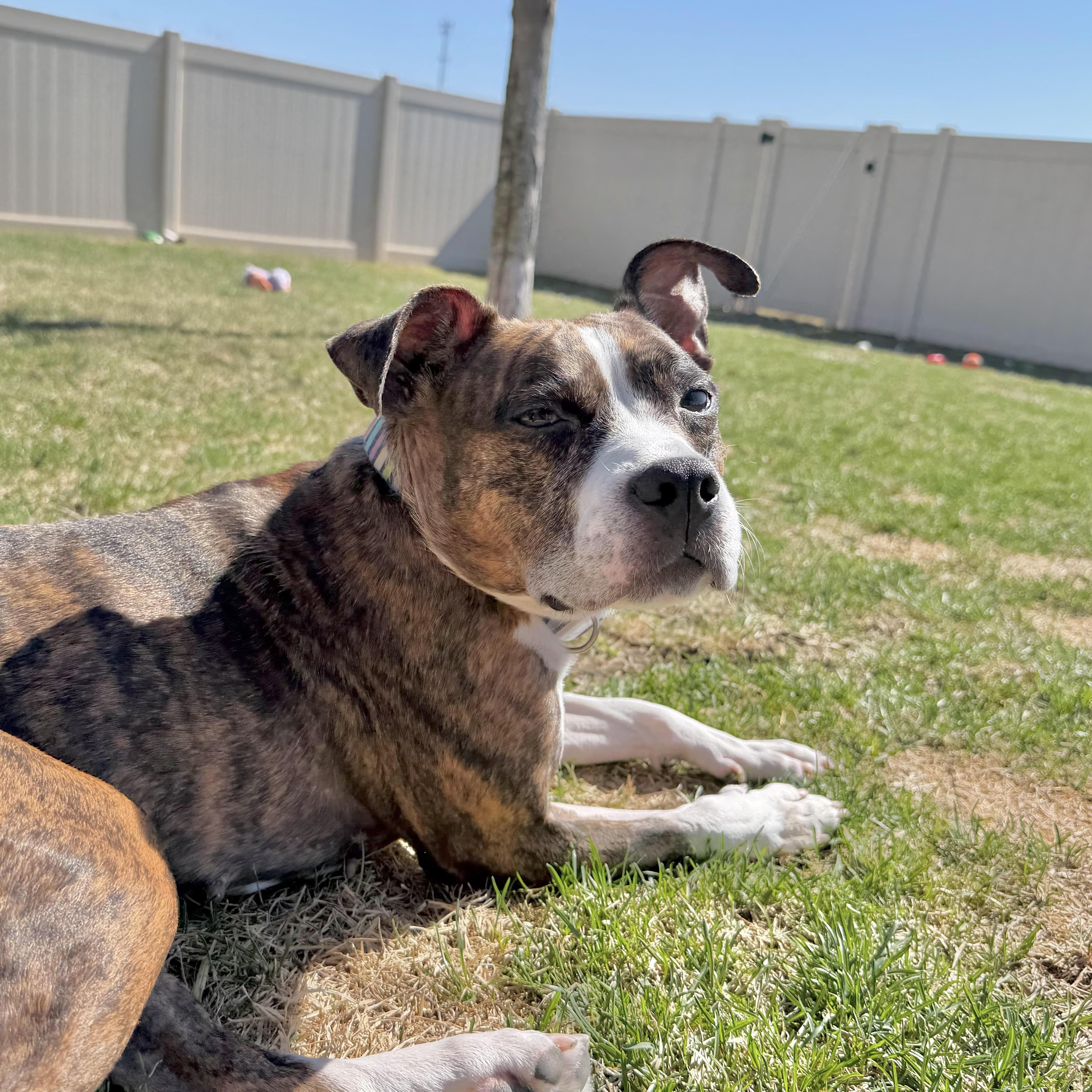 Enlarge Henna, a ADOPTABLE mixed breed in Peotone, IL image 2/5