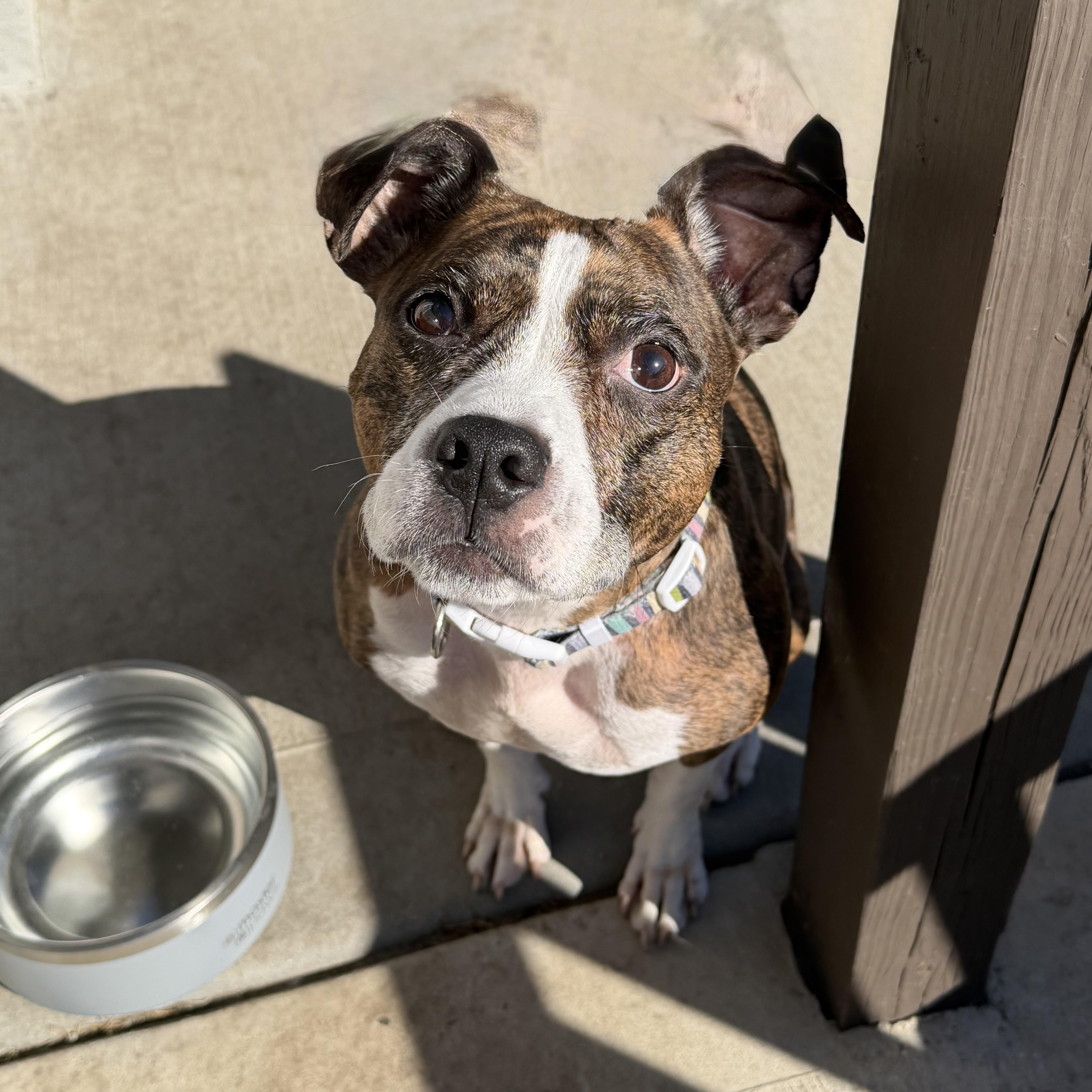 Henna, ADOPTABLE, Adult Female Pit Bull Terrier.