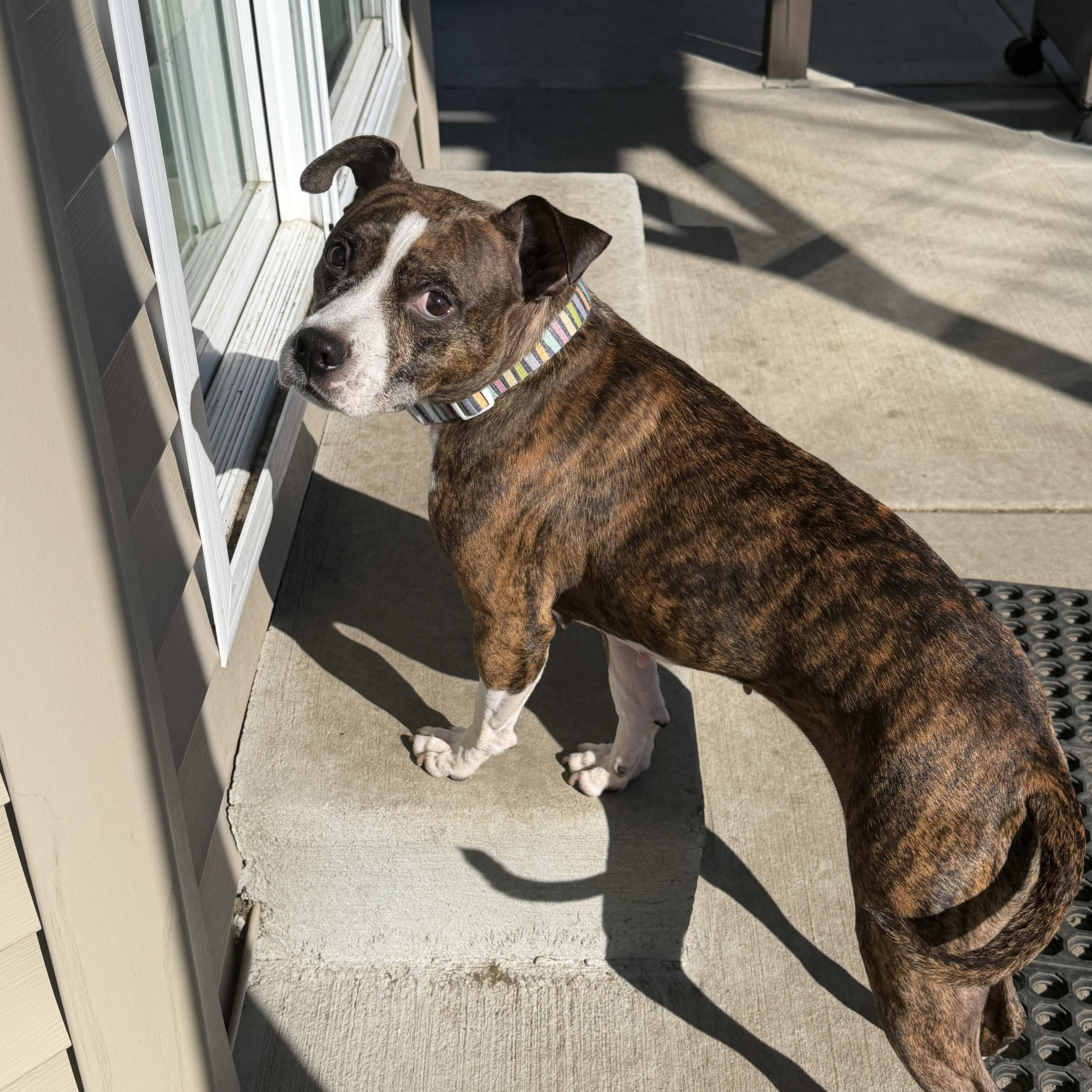 Enlarge Henna, a ADOPTABLE mixed breed in Peotone, IL image 3/5