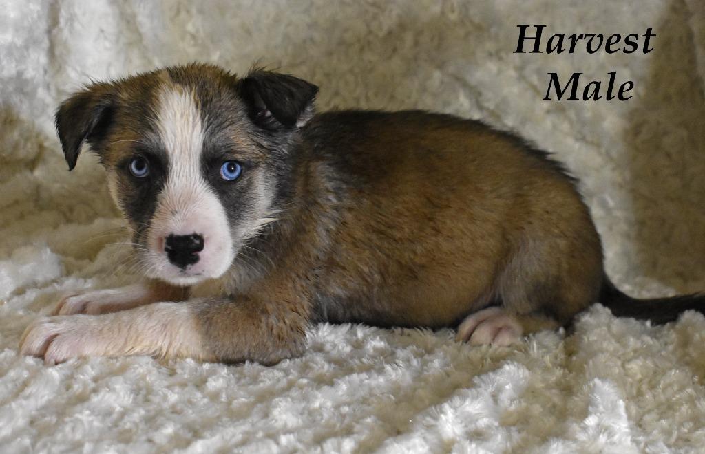 Harvest, Adoptable, Puppy Male Husky & Terrier.