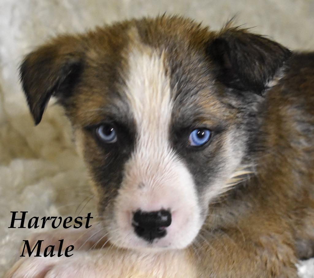 Enlarge Harvest, a Adoptable mixed breed in Springfield, OH image 2/6