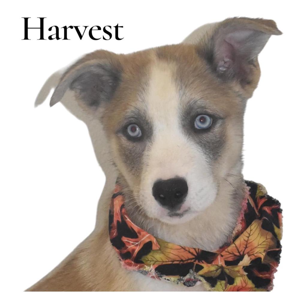Enlarge Harvest, a Adoptable mixed breed in Springfield, OH image 3/6