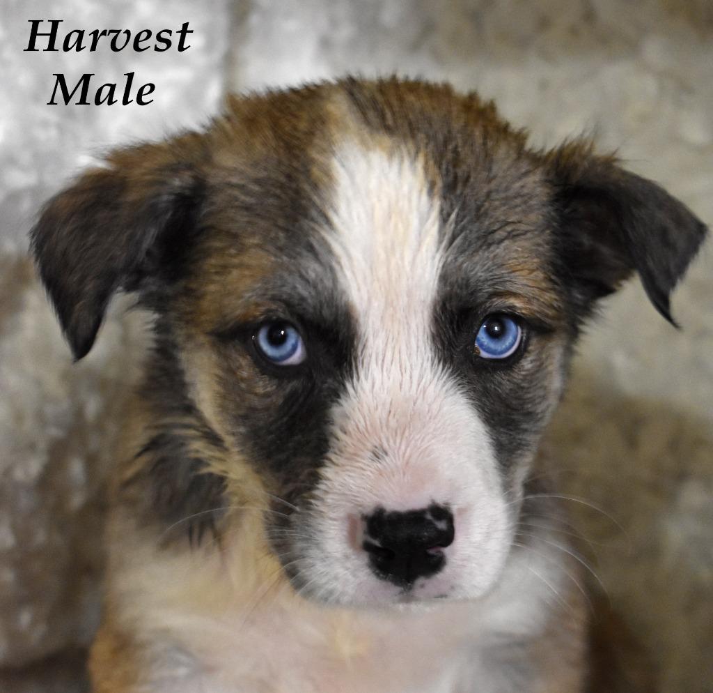 Enlarge Harvest, a Adoptable mixed breed in Springfield, OH image 4/6