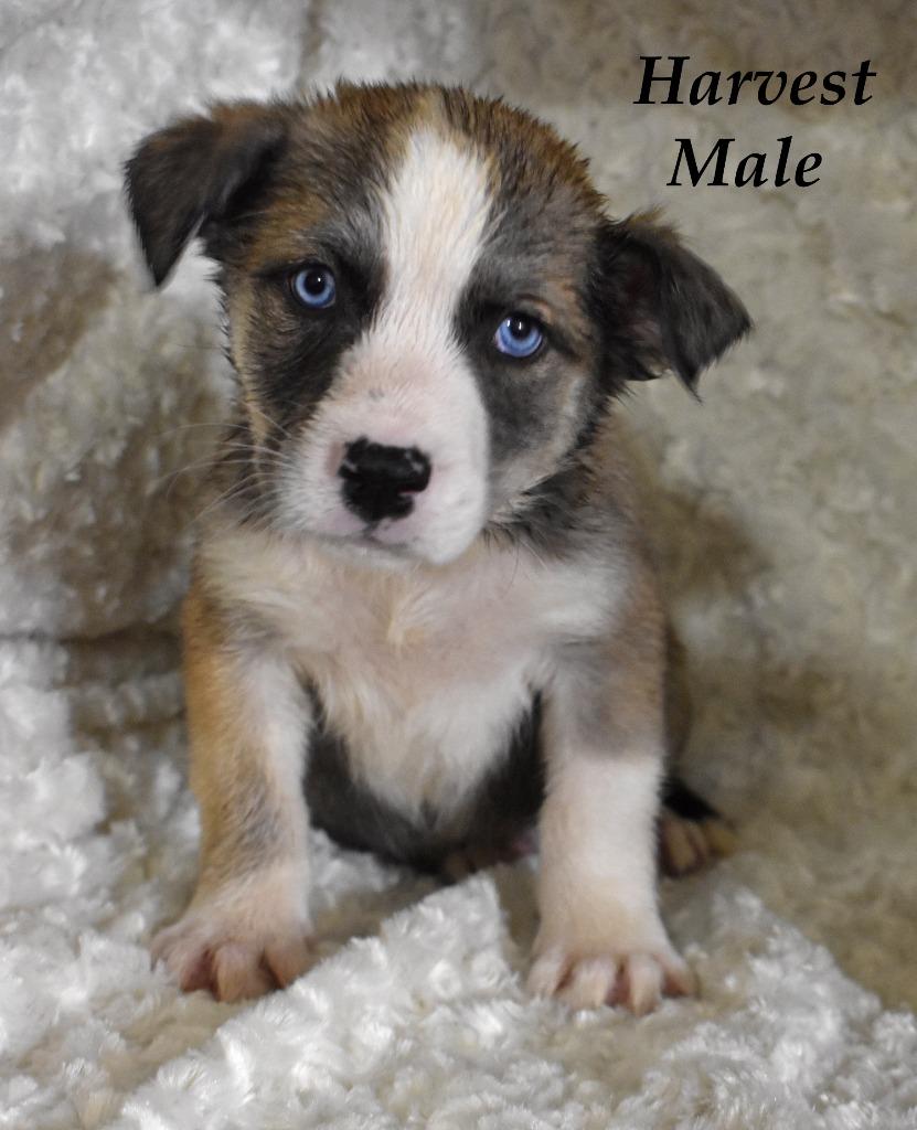 Enlarge Harvest, a Adoptable mixed breed in Springfield, OH image 5/6