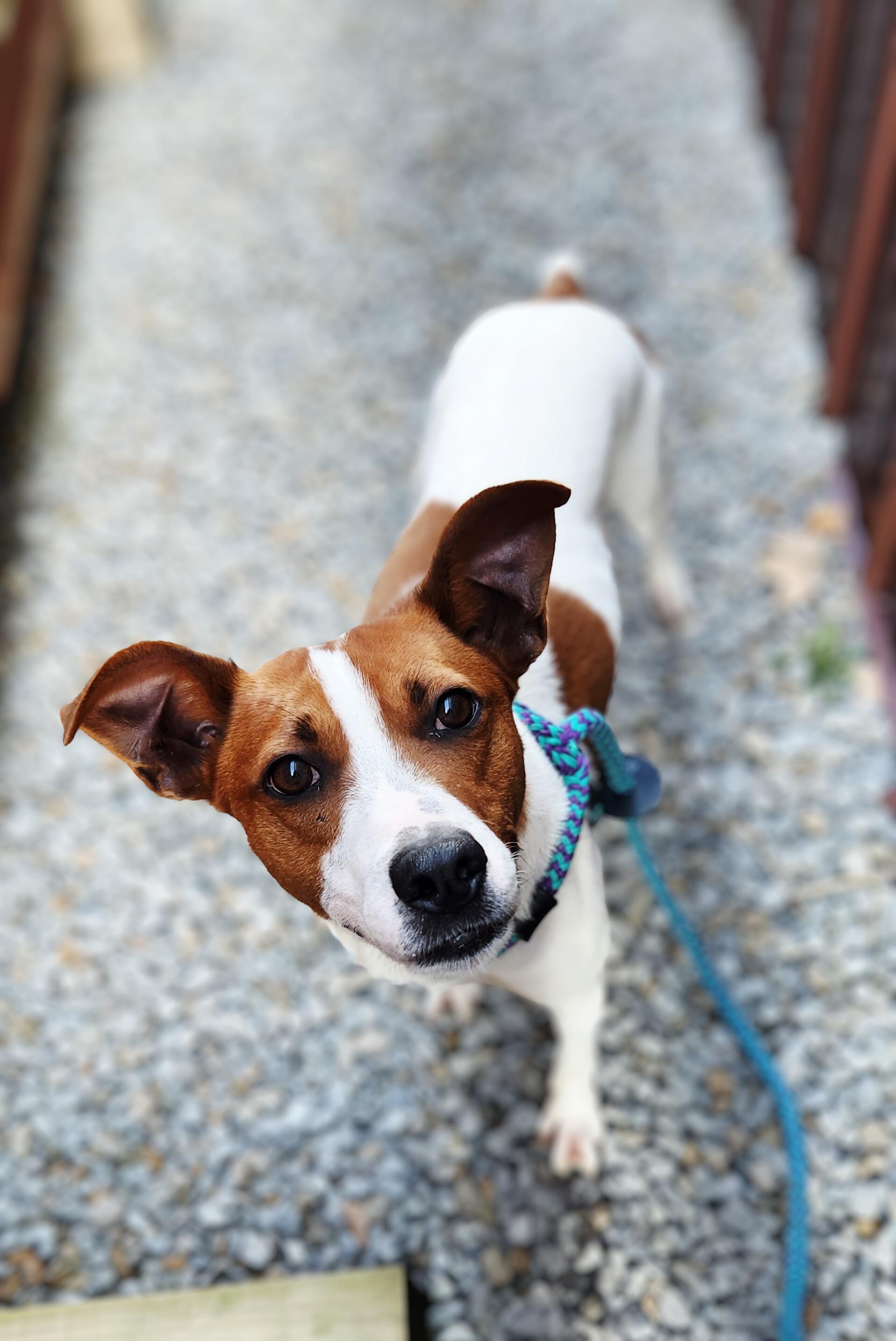 Enlarge Bagel, a ADOPTABLE mixed breed in Greenville, KY image 1/1