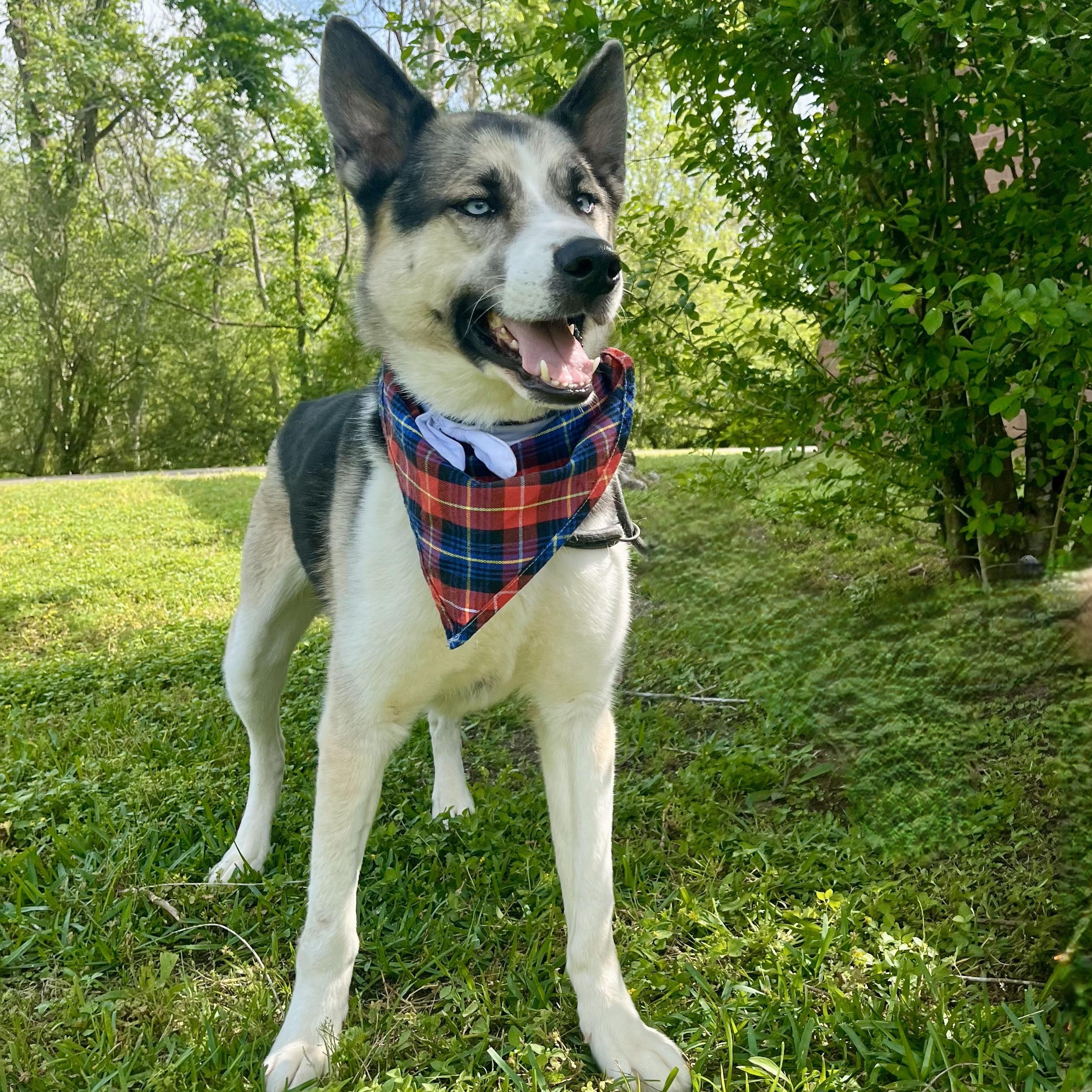 Bandelier — thumbnail 2
