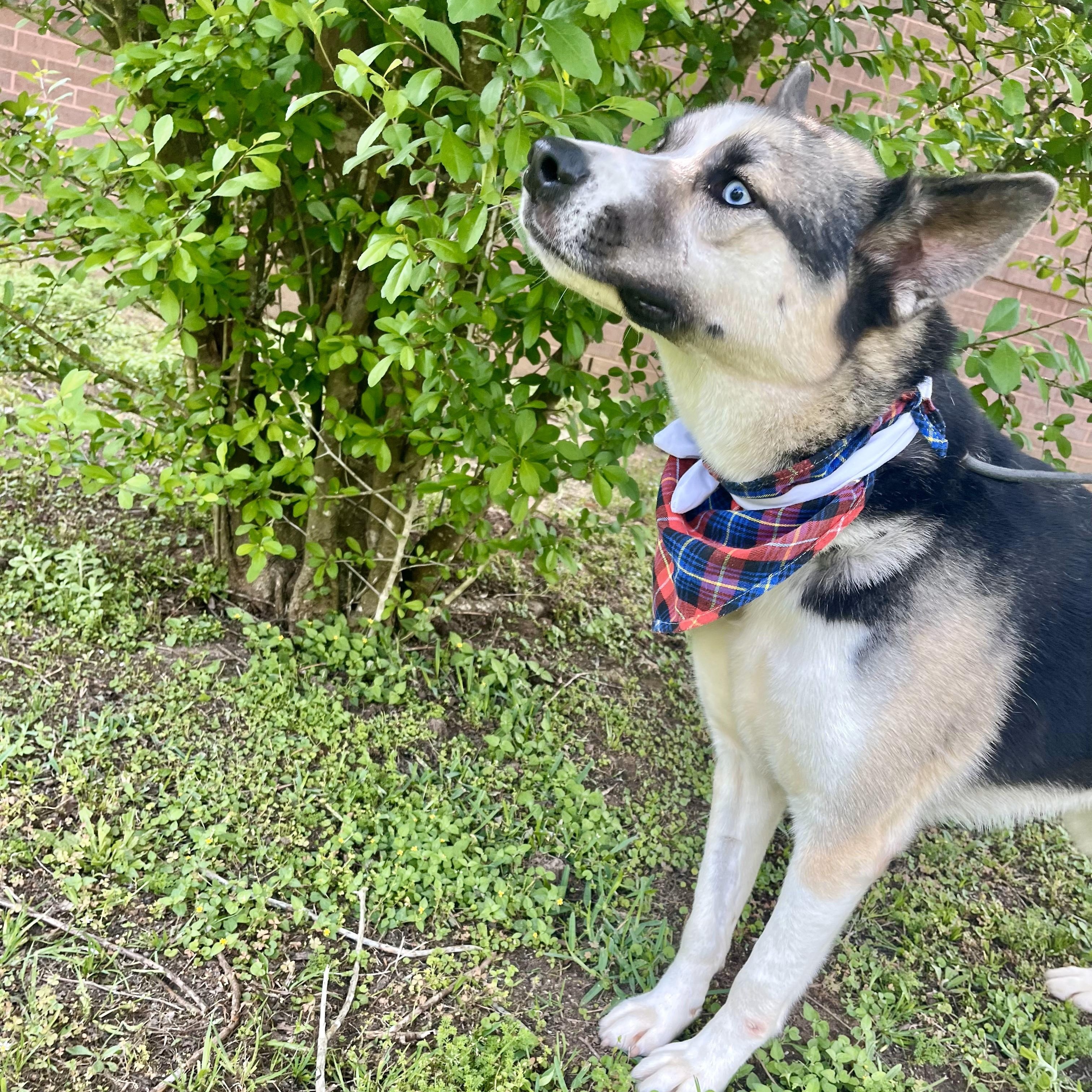 Bandelier — thumbnail 3