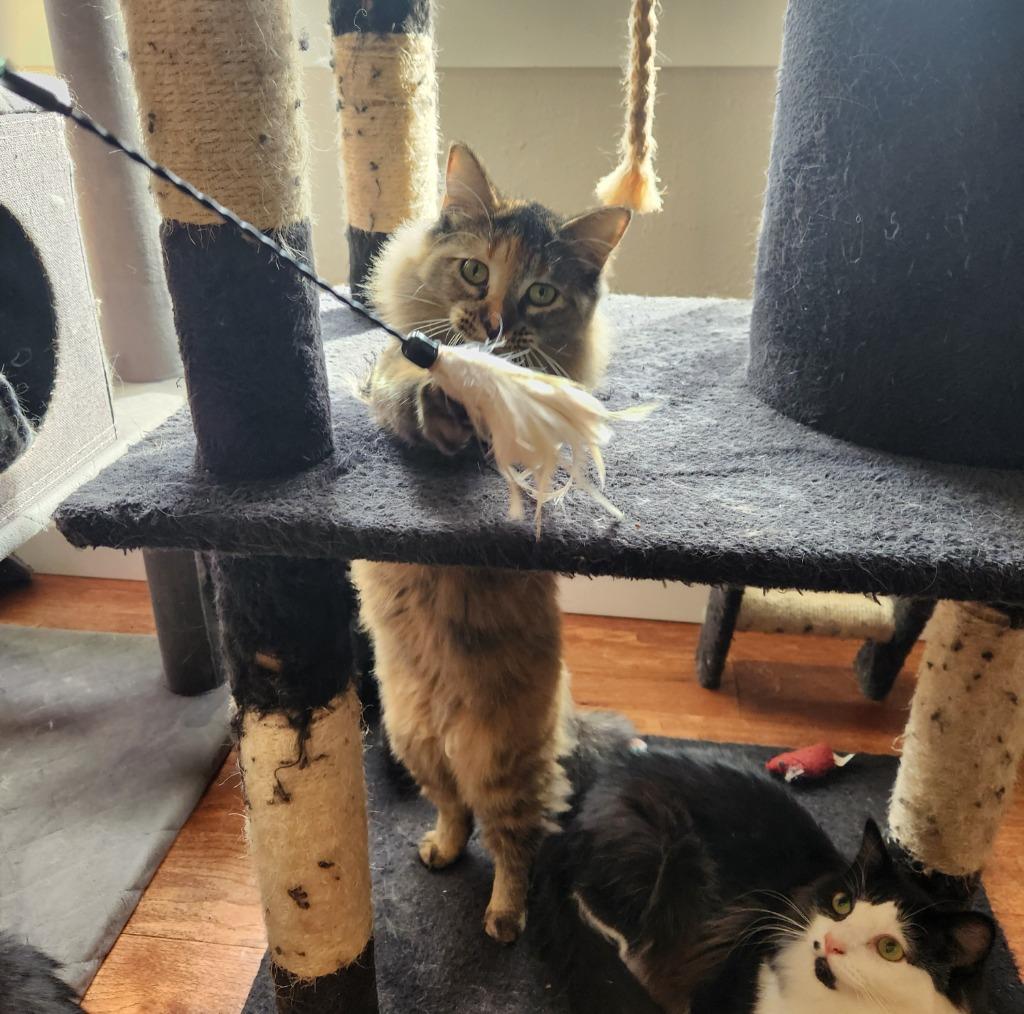 Reinga, Adoptable, Young Female Domestic Medium Hair.