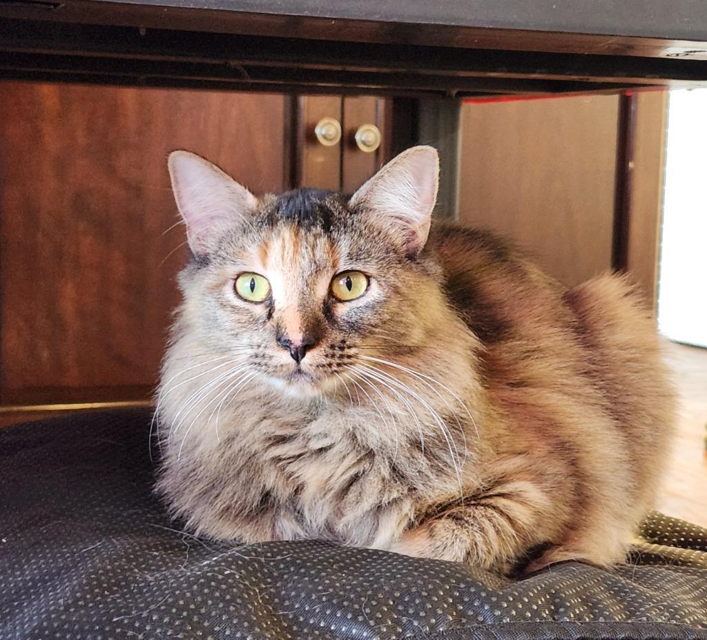 Enlarge Reinga, a Adoptable mixed breed in Palmer, AK image 3/6