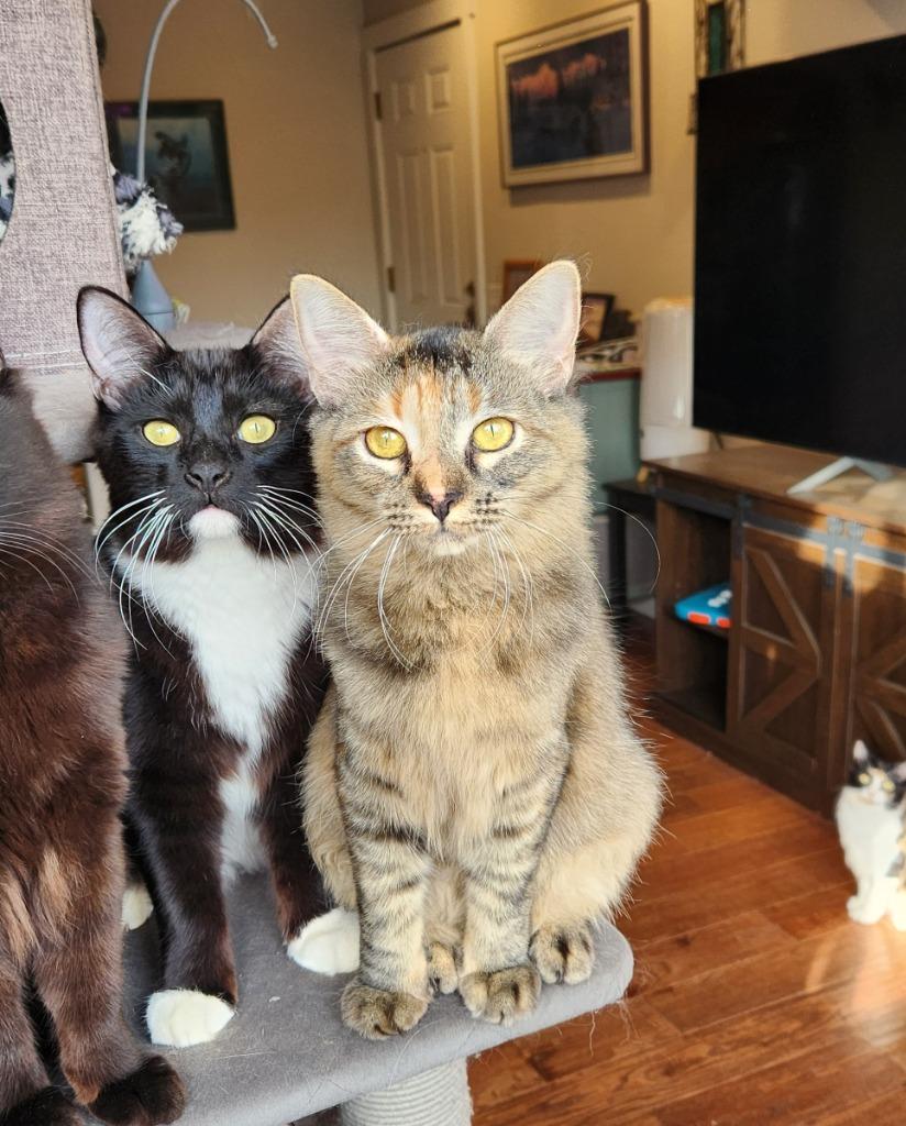 Enlarge Reinga, a Adoptable mixed breed in Palmer, AK image 2/6