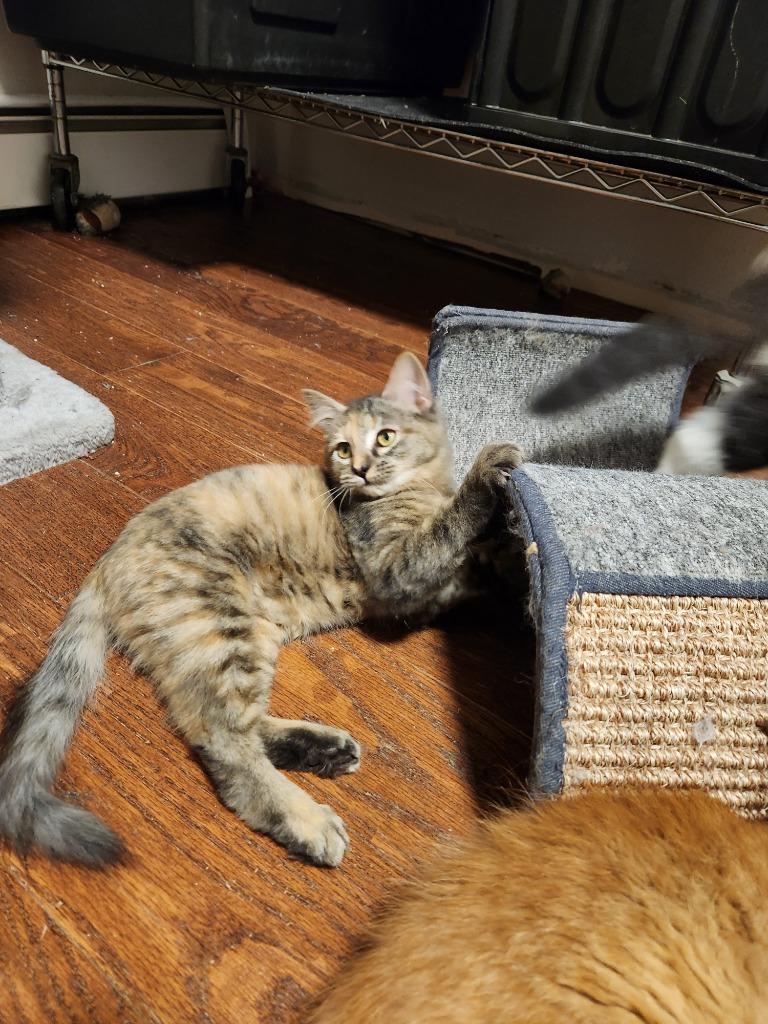 Enlarge Reinga, a Adoptable mixed breed in Palmer, AK image 4/6