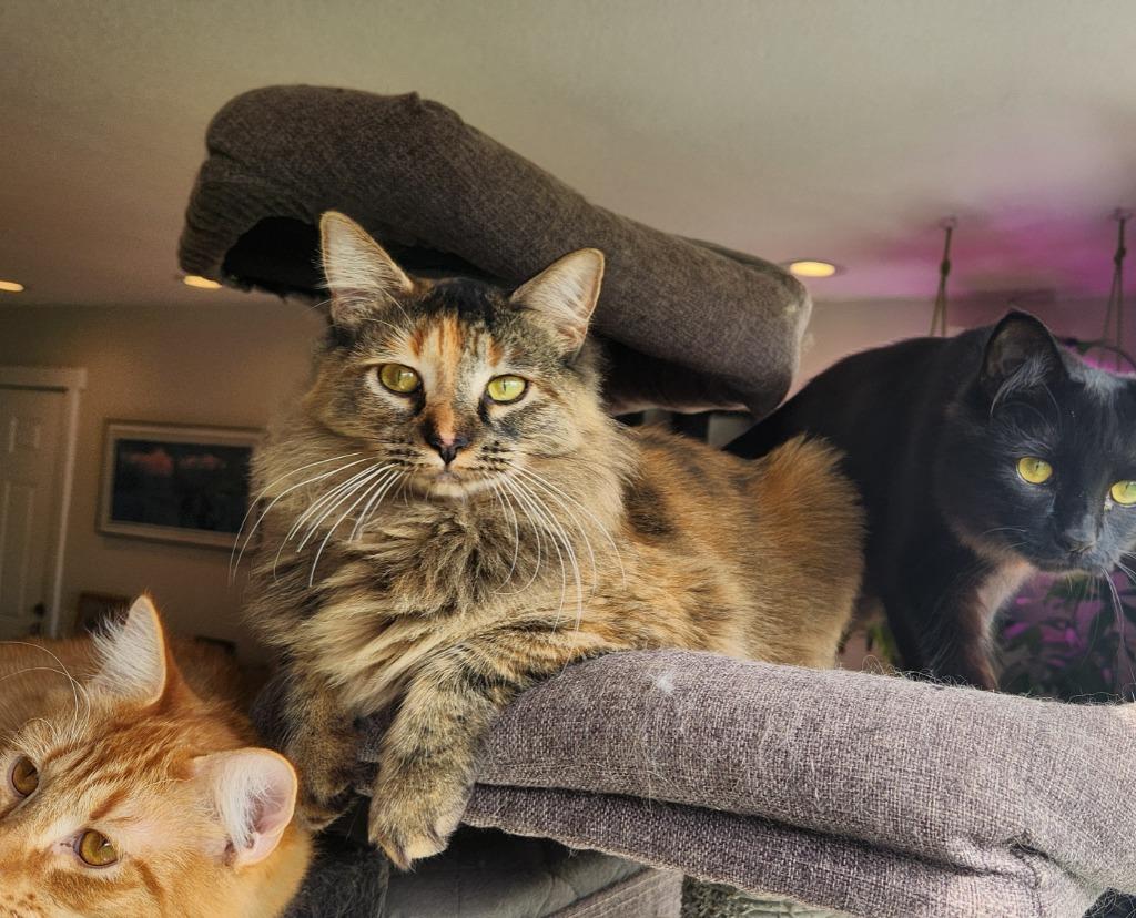 Enlarge Reinga, a Adoptable mixed breed in Palmer, AK image 4/6