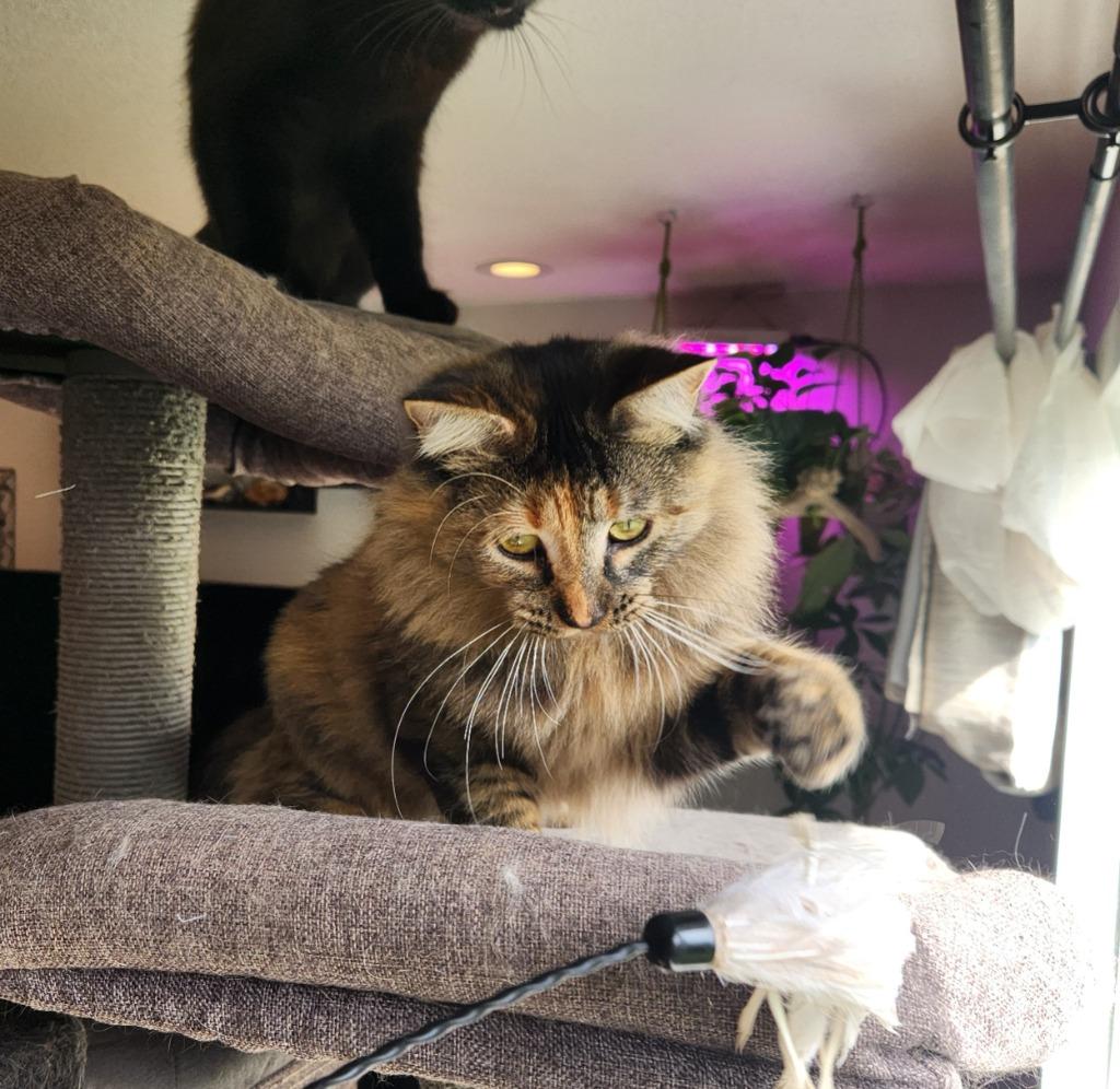 Reinga — thumbnail 5