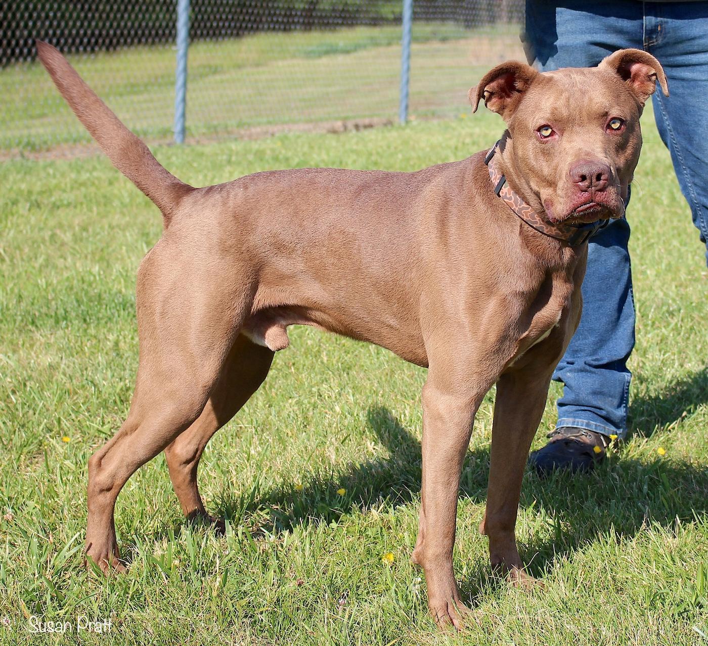 Enlarge Rocky, a ADOPTABLE mixed breed in Bedford, VA image 2/3
