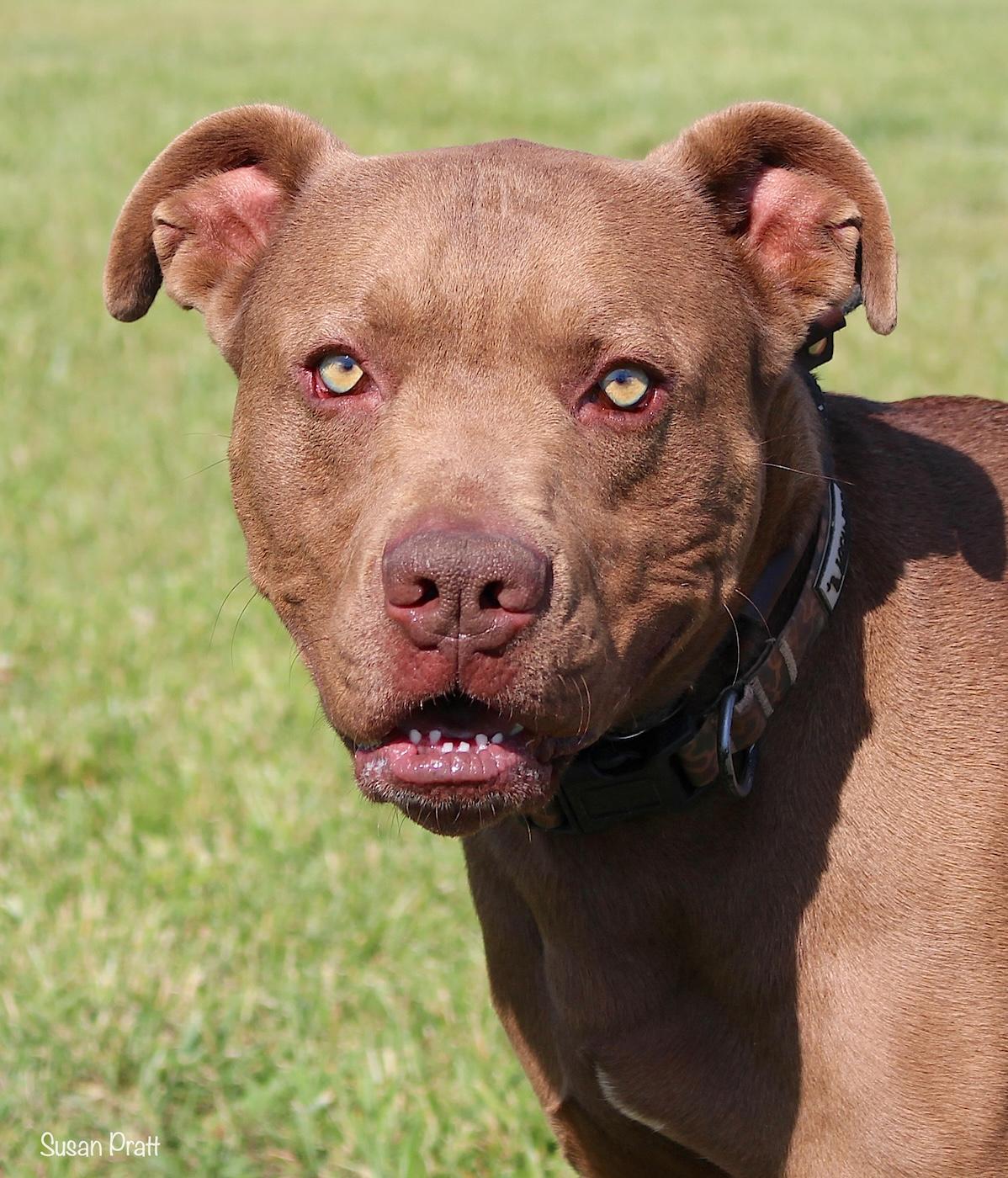 Rocky, ADOPTABLE, Adult Male Pit Bull Terrier.