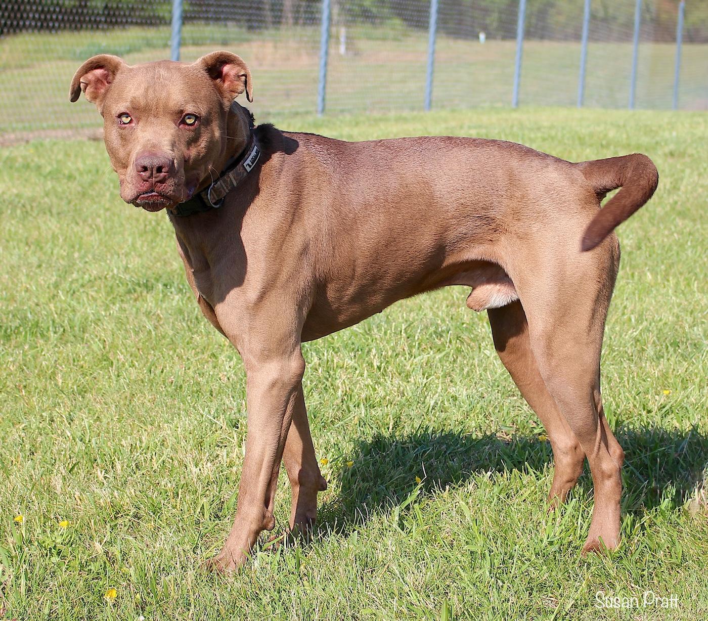 Enlarge Rocky, a ADOPTABLE mixed breed in Bedford, VA image 3/3
