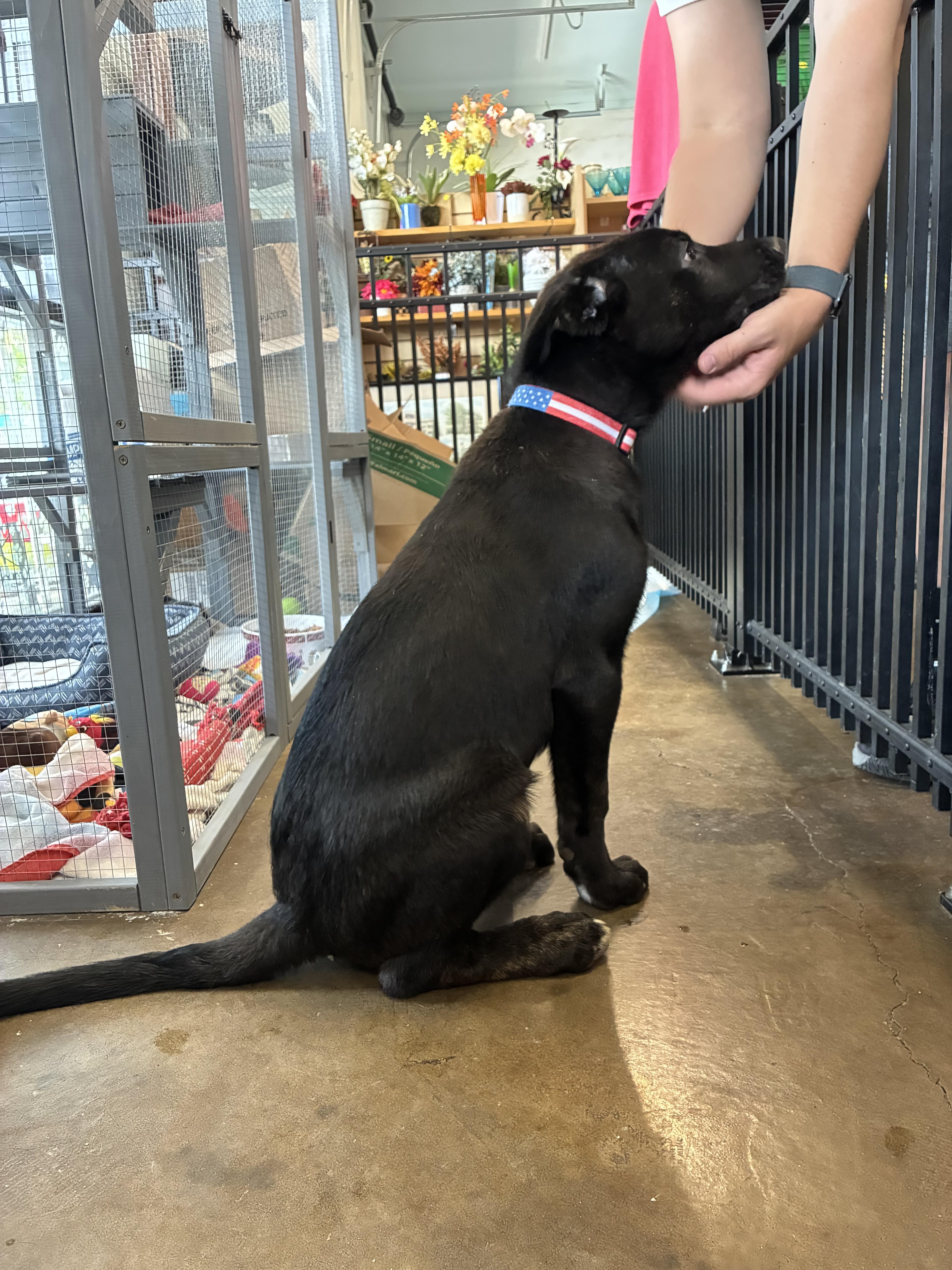 Harrison - ADOPTION PENDING, an adopted mixed breed in Cincinnati, OH image 2/6