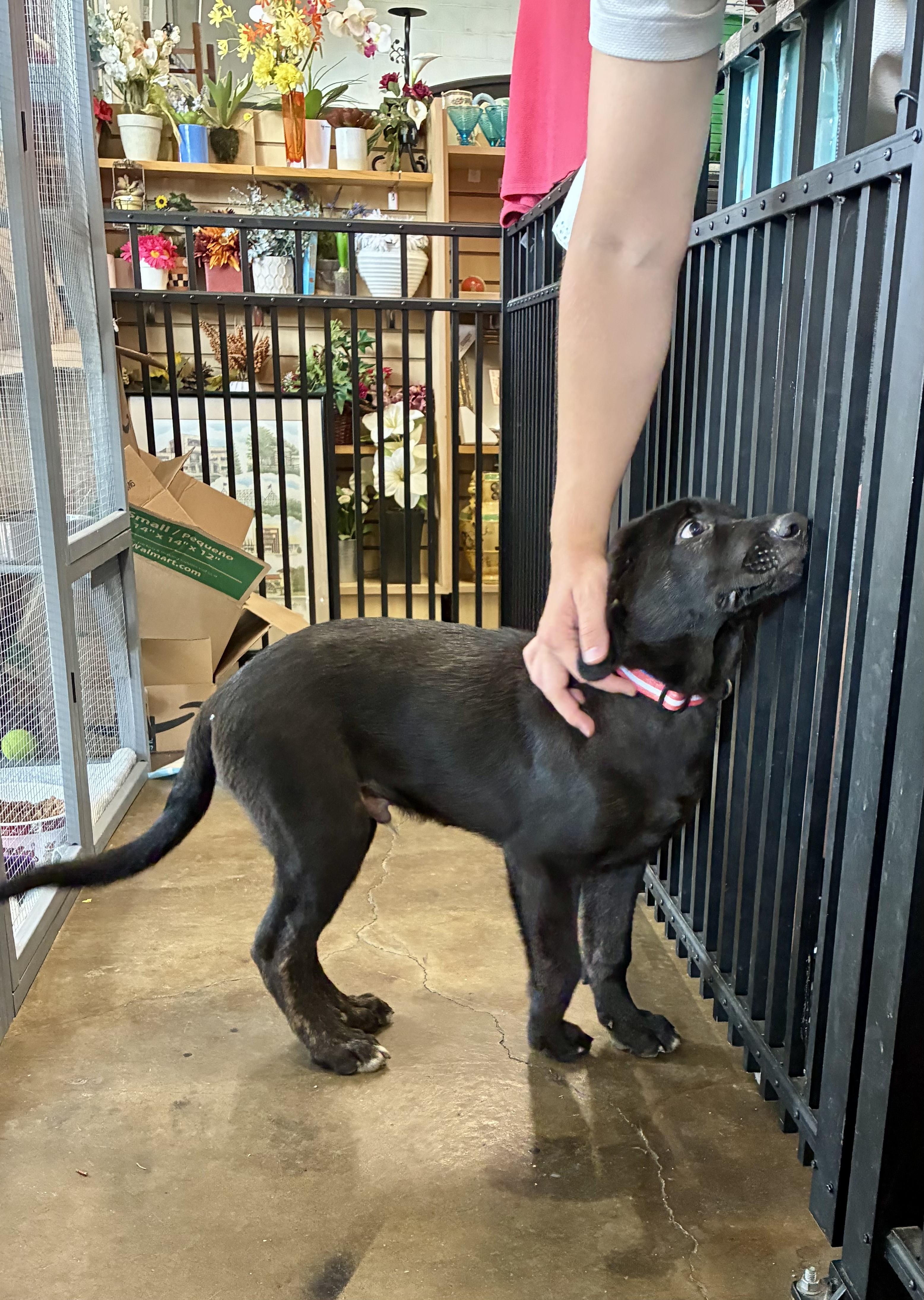 Harrison - ADOPTION PENDING, an adopted mixed breed in Cincinnati, OH image 4/6