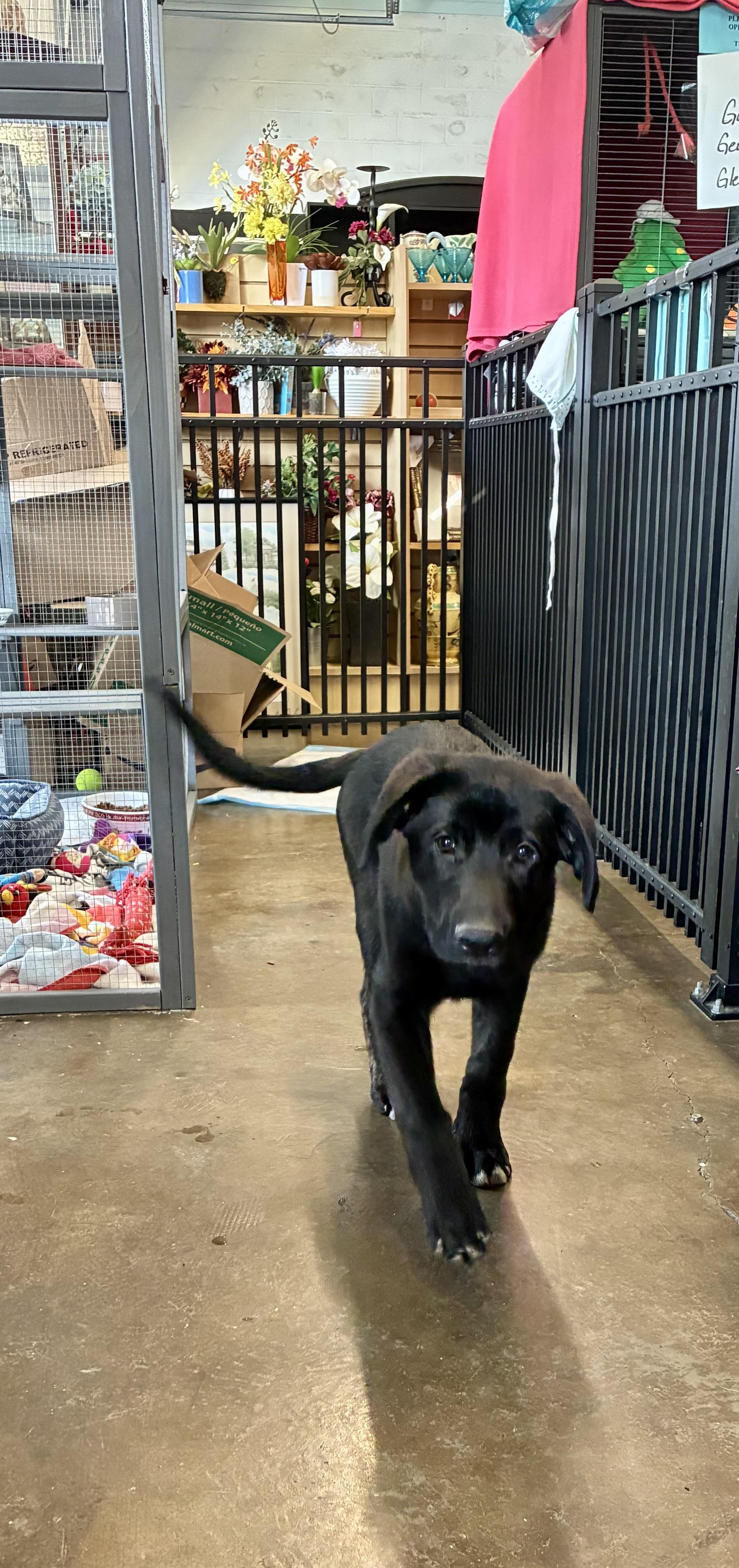 Harrison - ADOPTION PENDING, an adopted mixed breed in Cincinnati, OH image 3/6