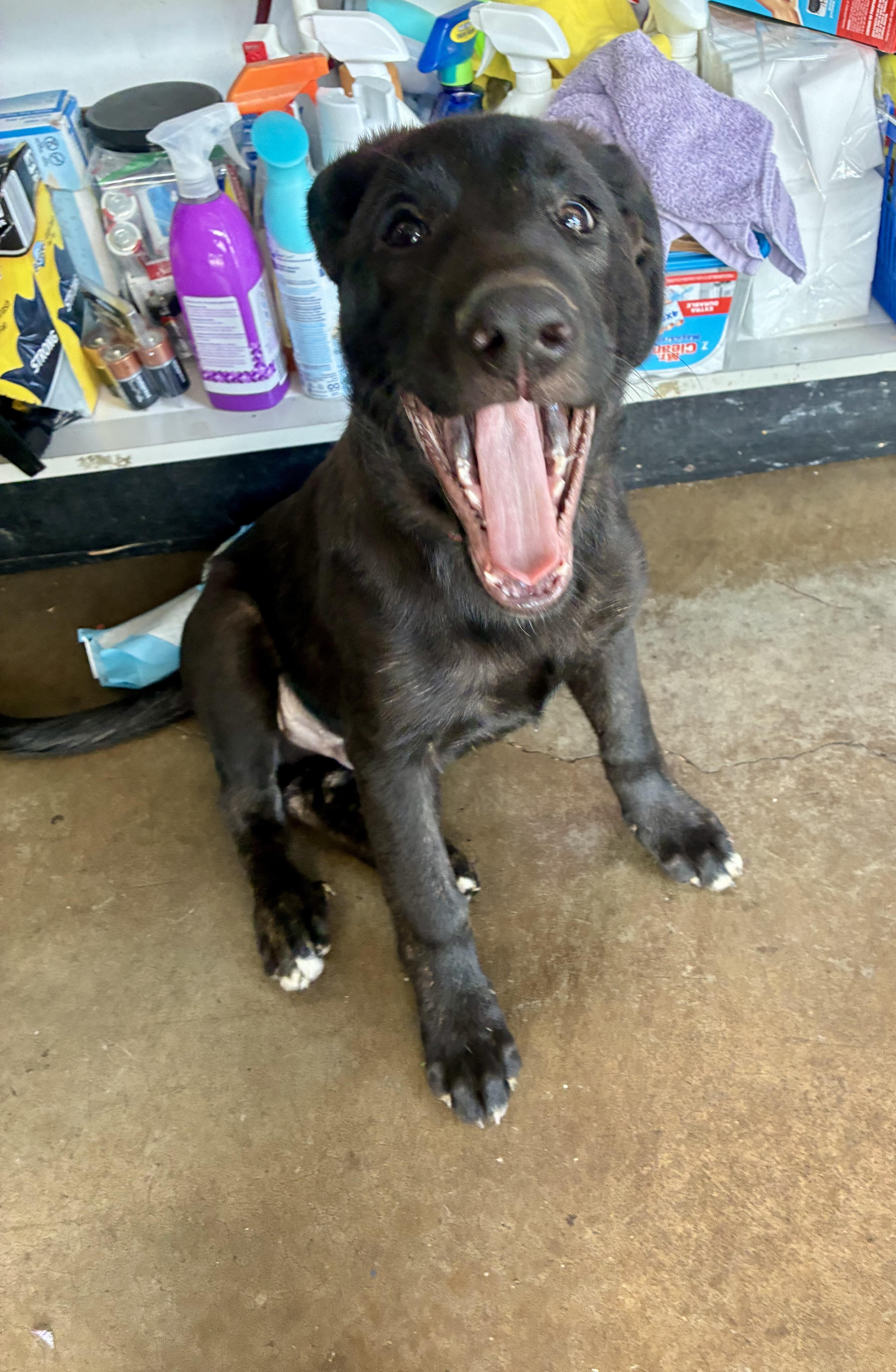 Harrison - ADOPTION PENDING, an adopted mixed breed in Cincinnati, OH image 1/6