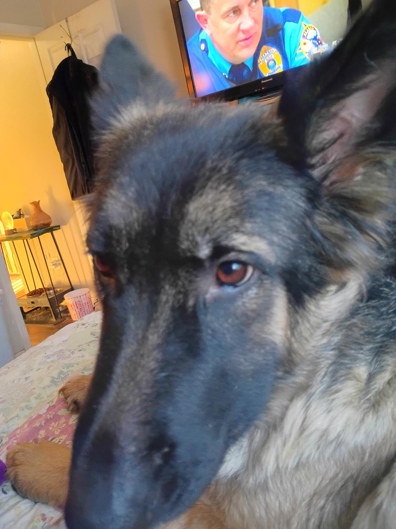 Harrison - ADOPTION PENDING, an adopted mixed breed in Cincinnati, OH image 6/6