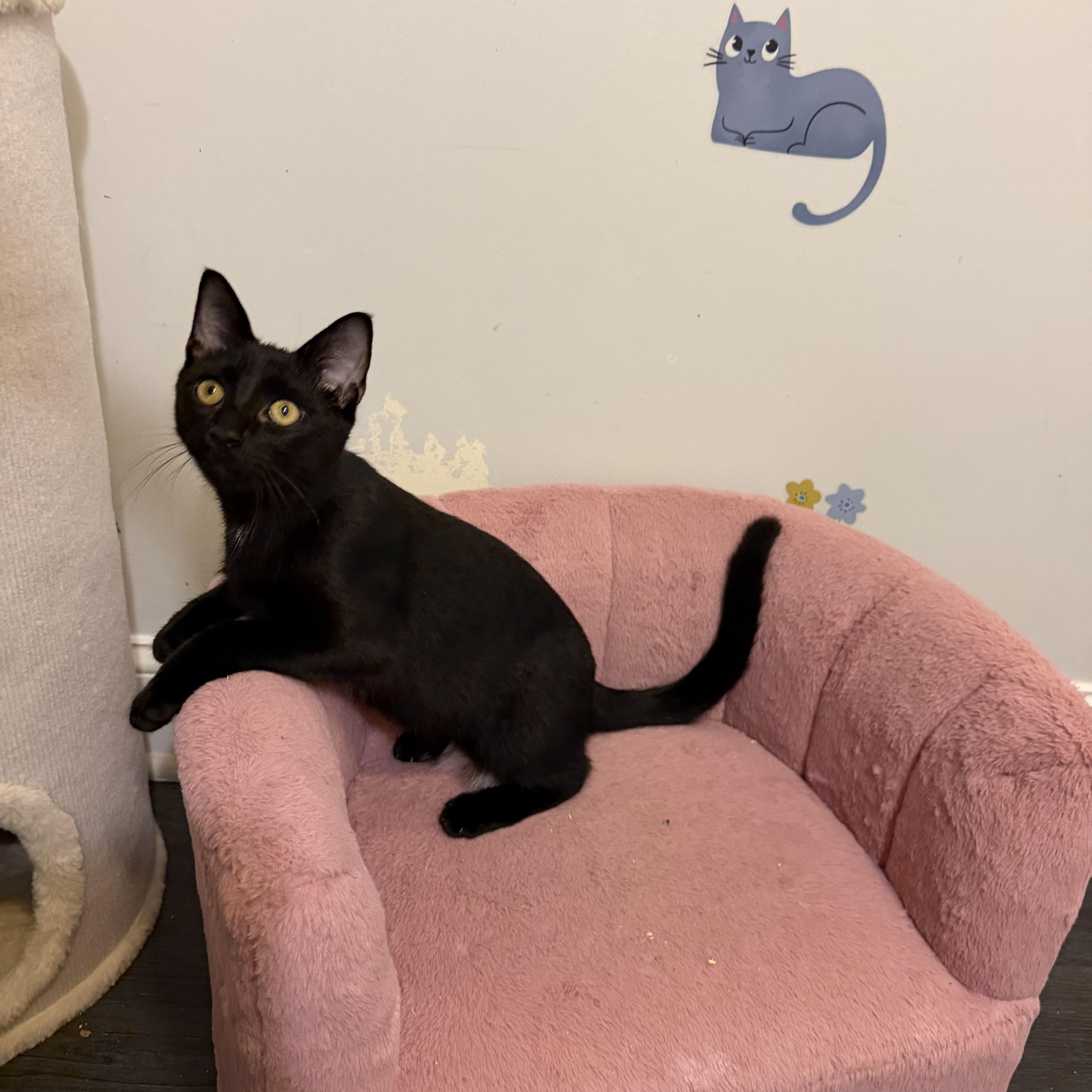 Enlarge RAVENPAW aka ALASTOR, a Adopted Domestic Short Hair in Hamilton, NJ image 3/4