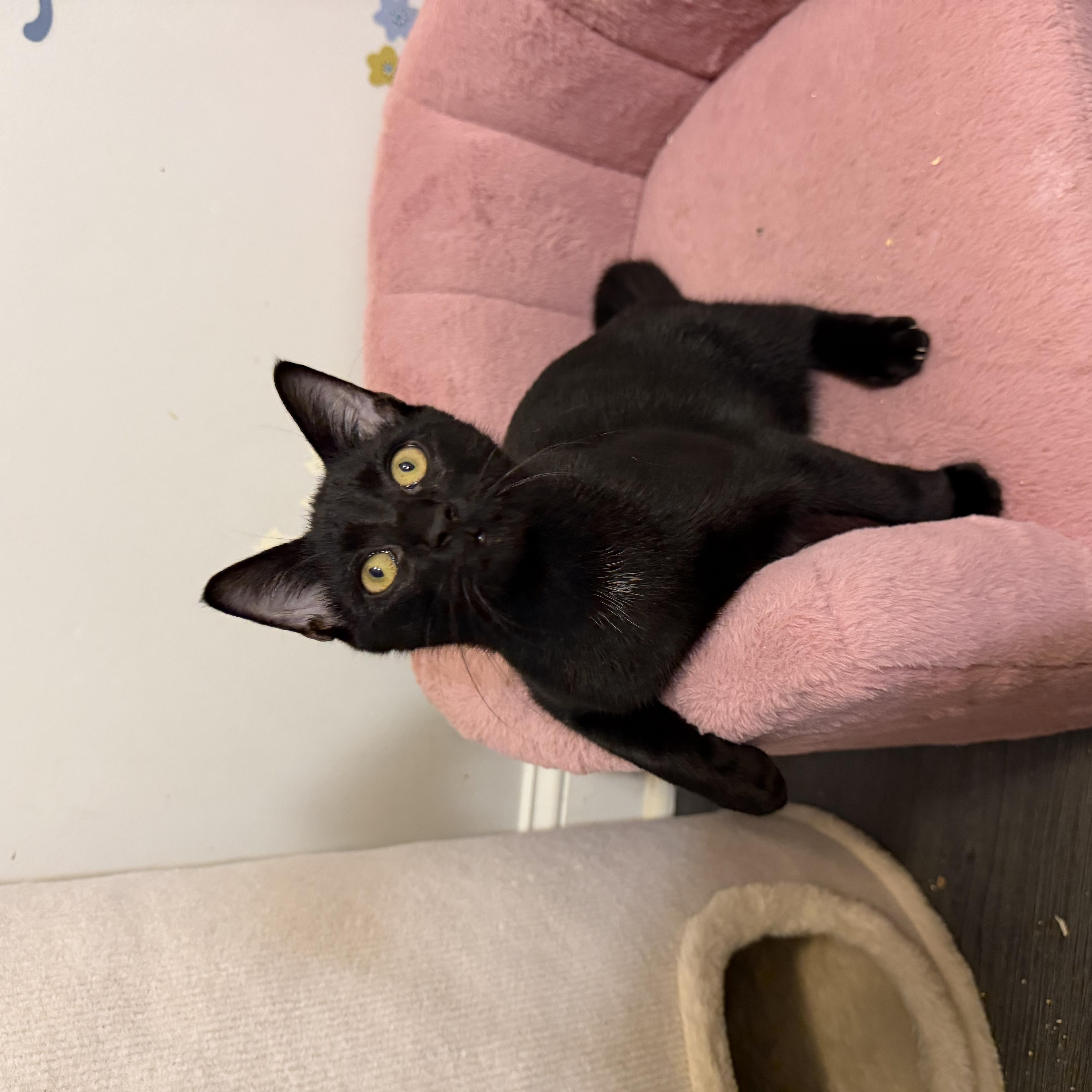 Enlarge RAVENPAW aka ALASTOR, a Adopted Domestic Short Hair in Hamilton, NJ image 2/4