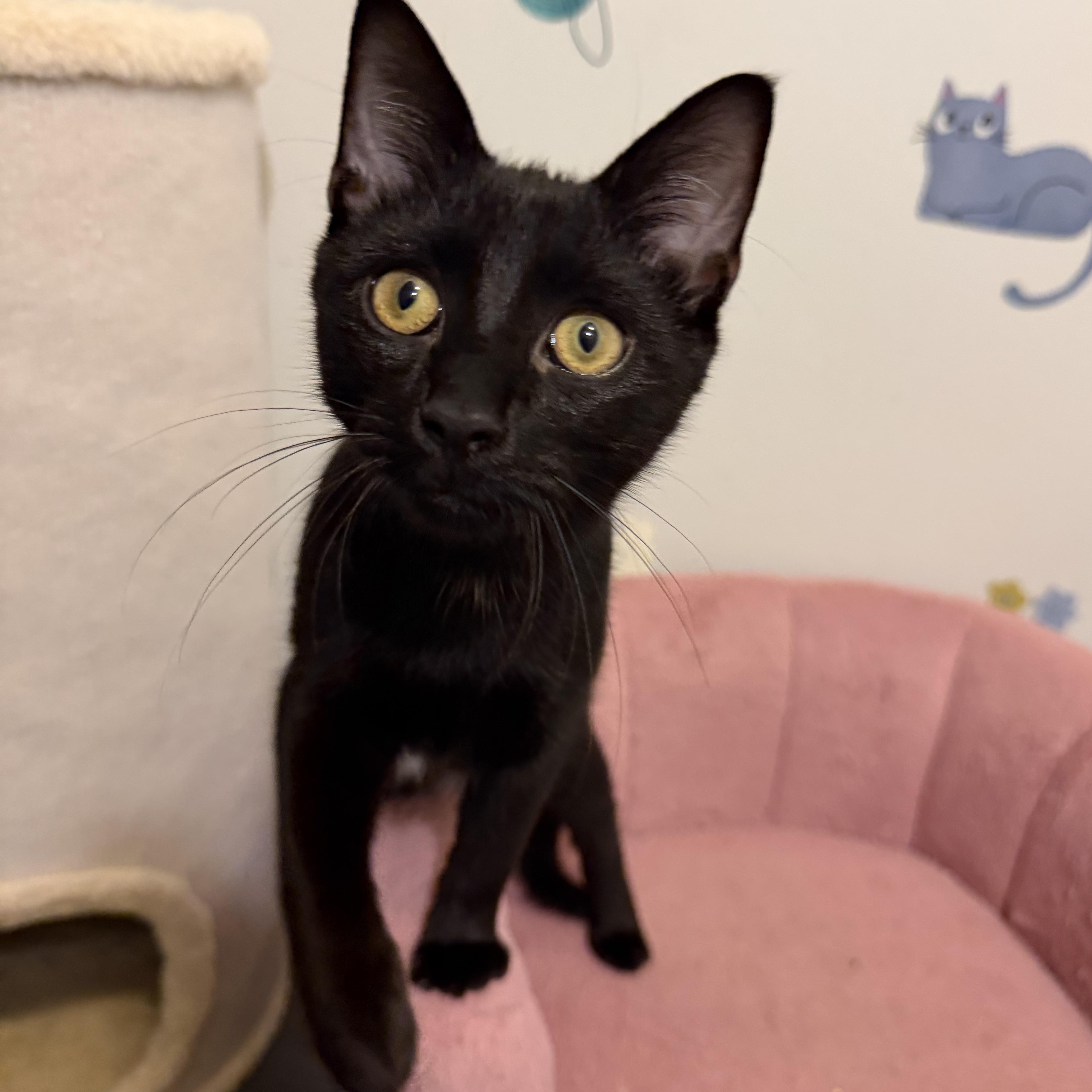RAVENPAW aka ALASTOR, Adopted, Kitten Male Domestic Short Hair.