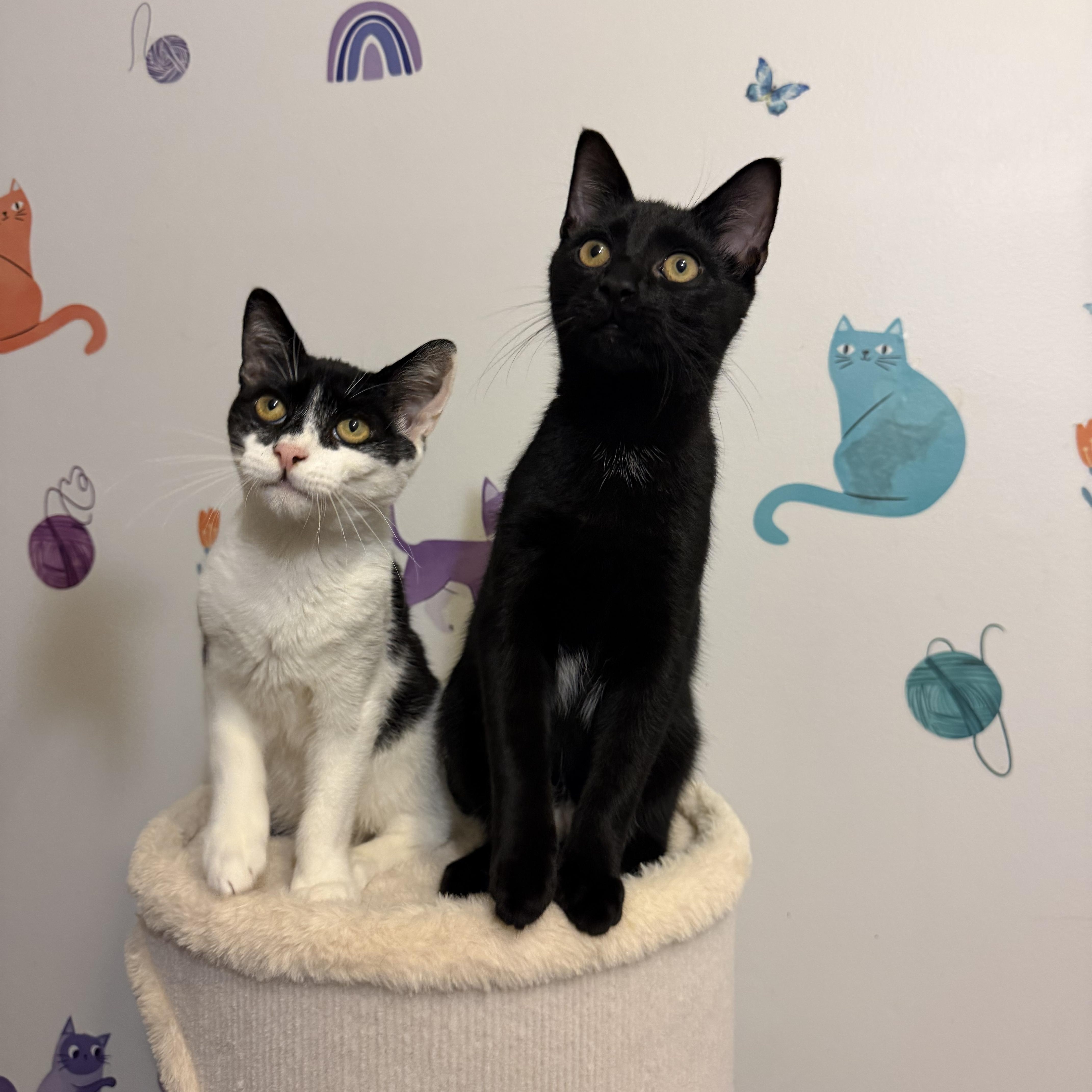 Enlarge RAVENPAW aka ALASTOR, a Adopted Domestic Short Hair in Hamilton, NJ image 4/4
