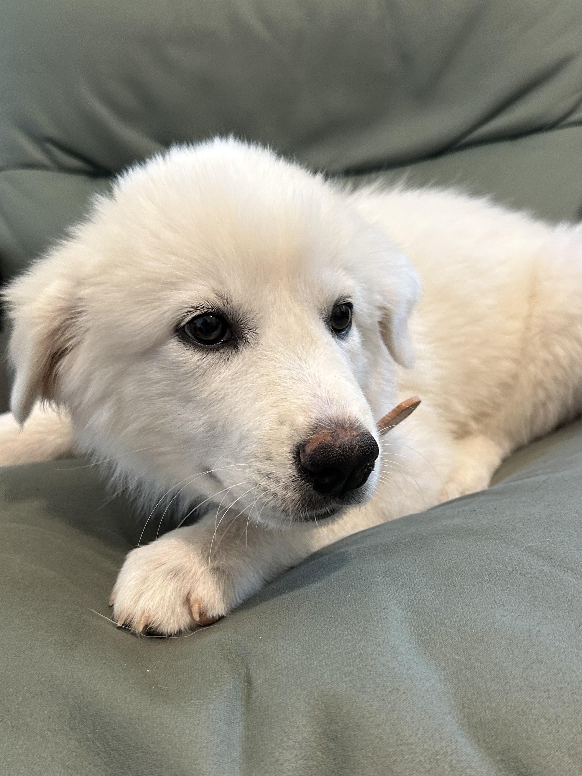 Lamine DFW, Adoptable, Puppy Male Great Pyrenees.