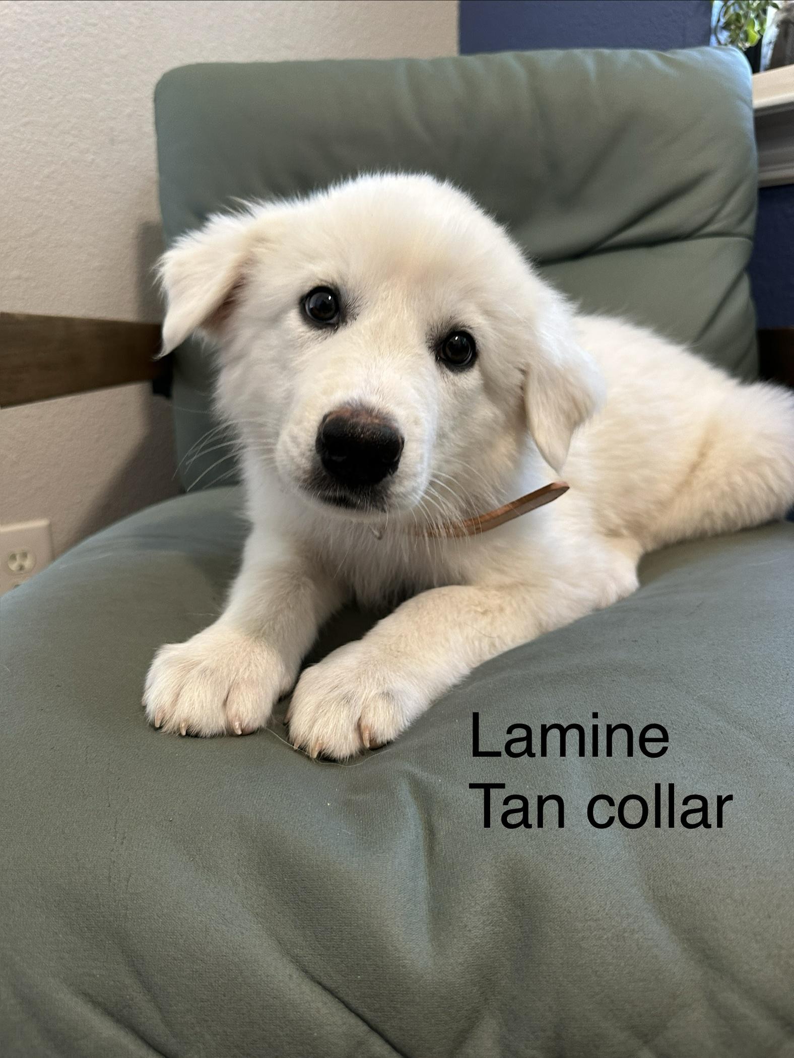 Enlarge Lamine DFW, a Adoptable Great Pyrenees in Saint Jo, TX image 2/5
