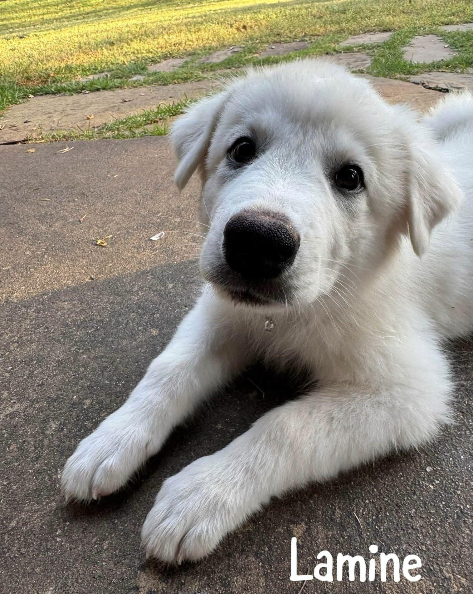 Enlarge Lamine DFW, a Adoptable Great Pyrenees in Saint Jo, TX image 3/5