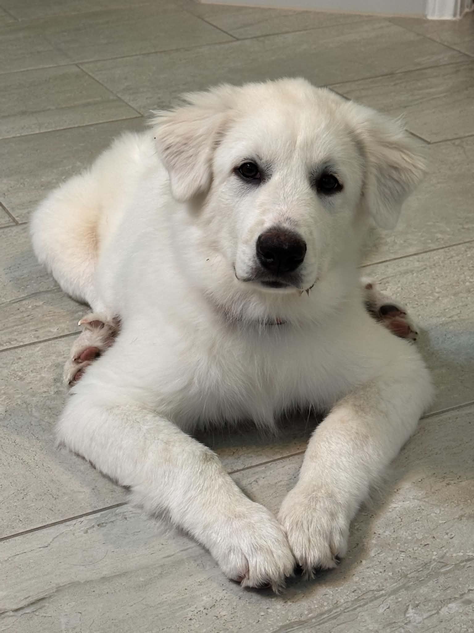 Enlarge Lamine DFW, a Adoptable Great Pyrenees in Saint Jo, TX image 4/5