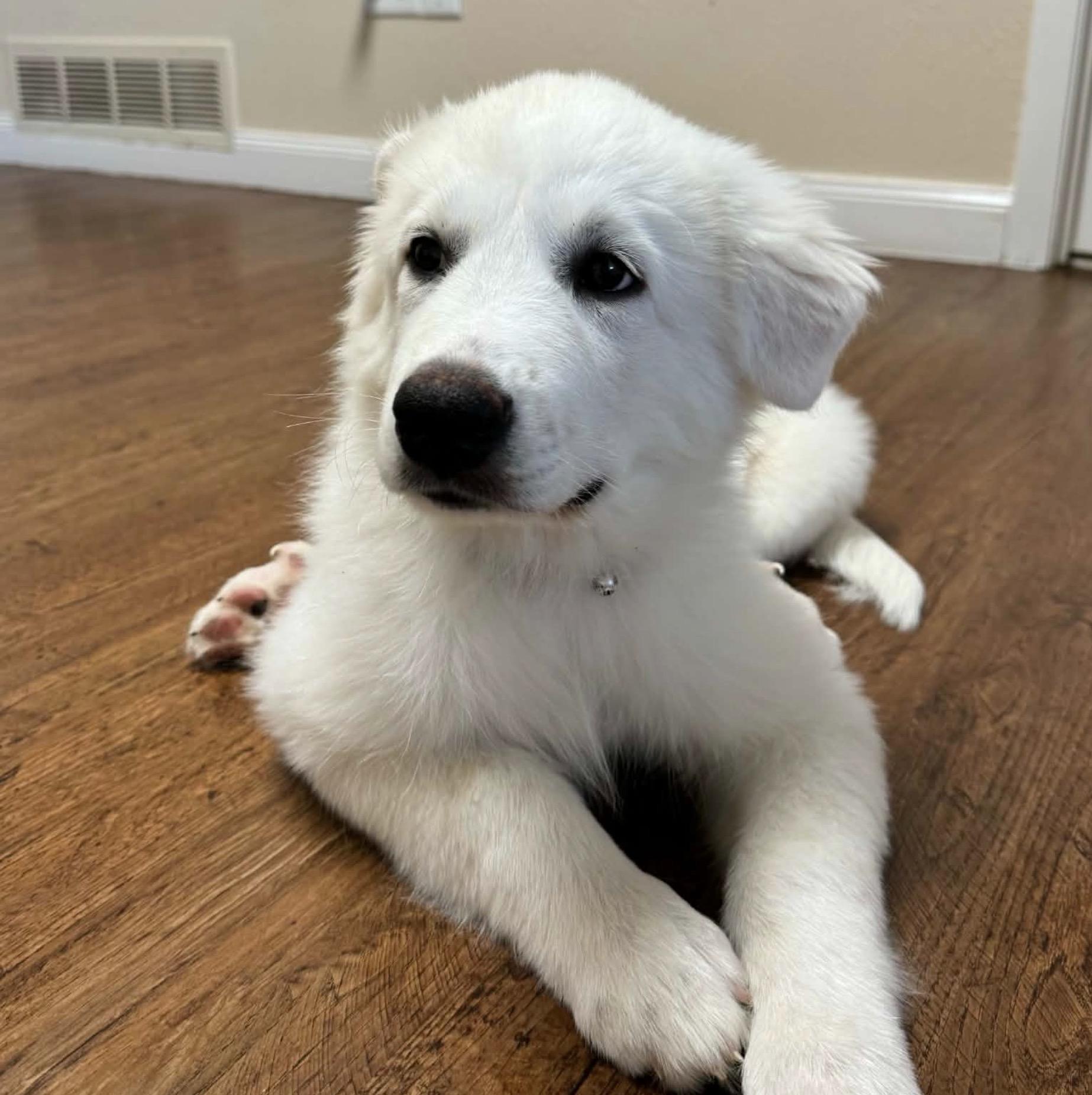 Enlarge Lamine DFW, a Adoptable Great Pyrenees in Saint Jo, TX image 5/5