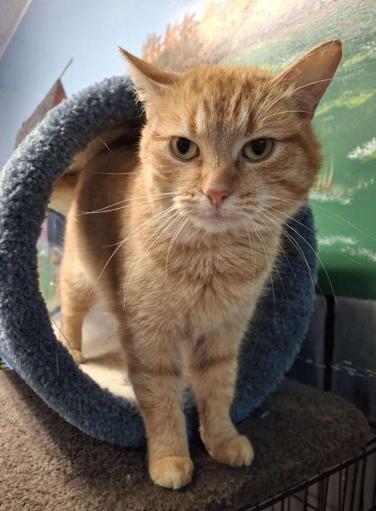 Enlarge IZZY, a ADOPTABLE Tabby in Ironwood, MI image 4/6