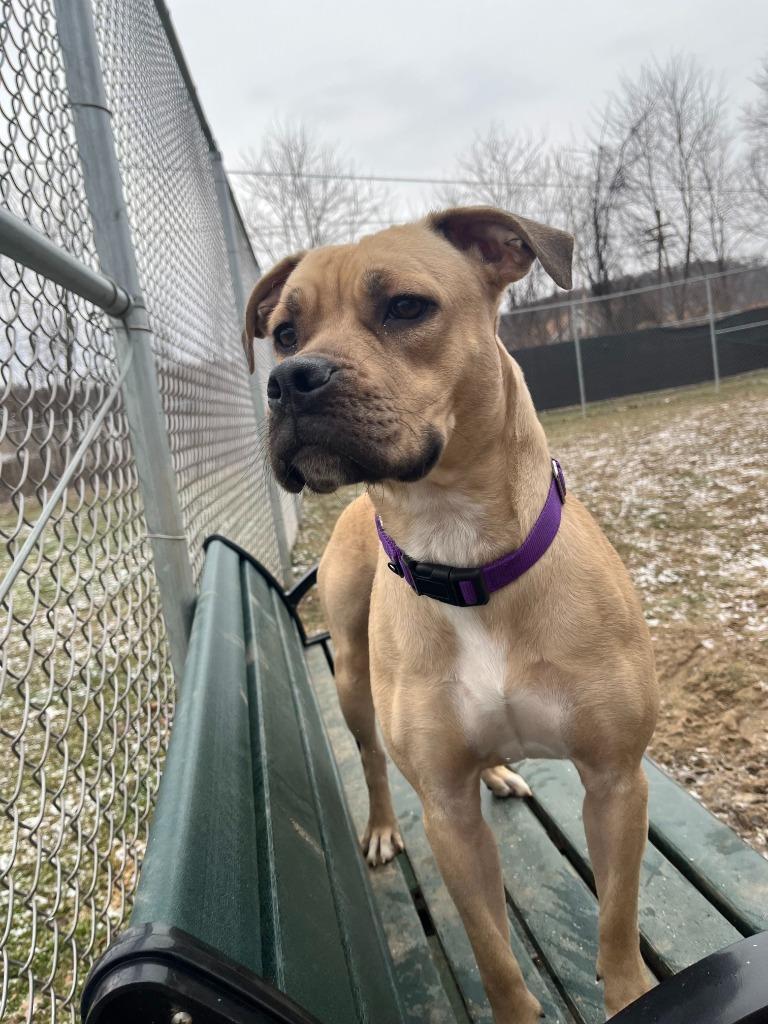 Champagne, Adoptable, Young Female Pit Bull Terrier.