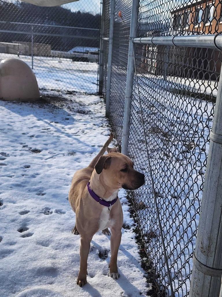 Enlarge Champagne, a Adoptable Pit Bull Terrier in New Kensington, PA image 2/6