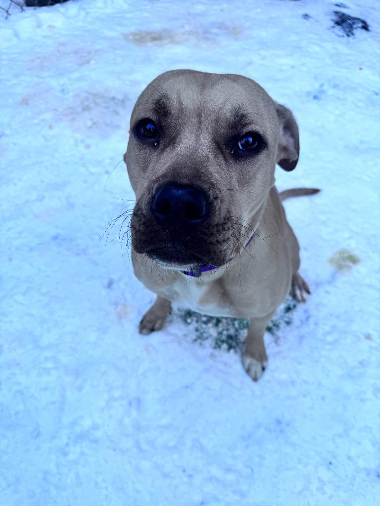 Enlarge Champagne, a Adoptable Pit Bull Terrier in New Kensington, PA image 3/6